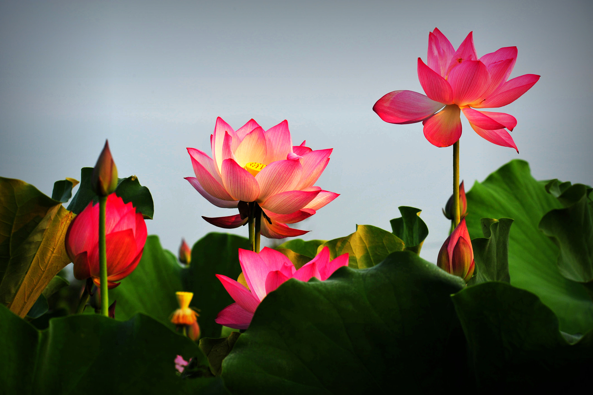 Nikon D3 sample photo. Contend in beauty and fascination photography