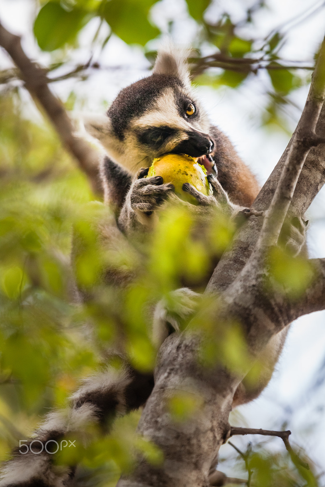 Canon EF 70-200mm F2.8L IS II USM sample photo. Madagascar, animal. photography
