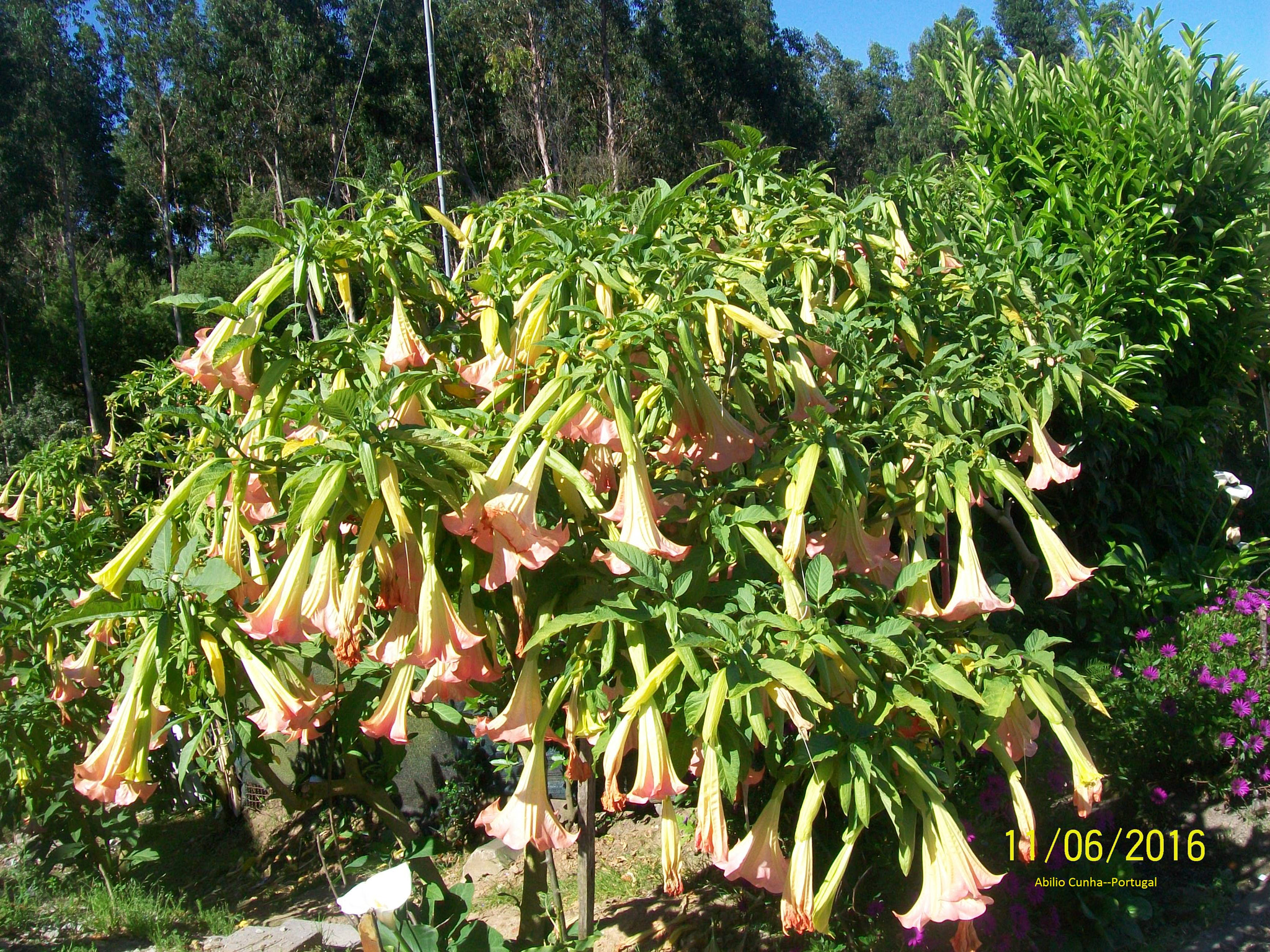 Kodak EasyShare C913 sample photo. Flores de jardim publico em portugal photography