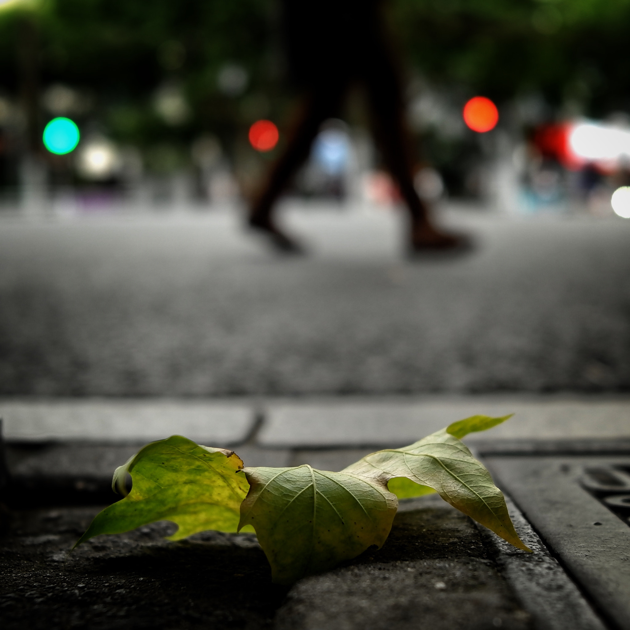 Leica X-U (Typ 113) sample photo. Leaf itself photography