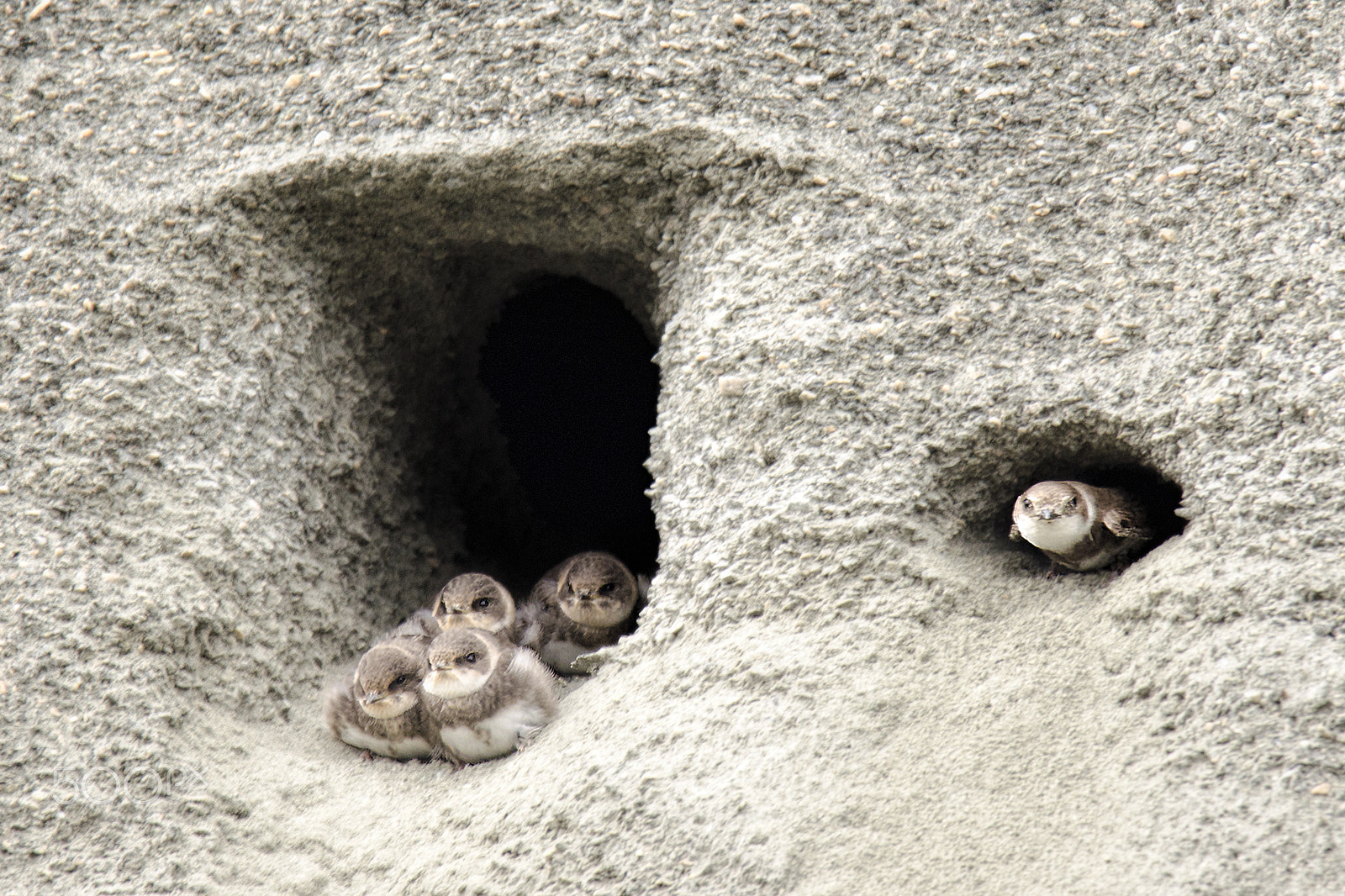 Nikon D5100 + Tamron SP 150-600mm F5-6.3 Di VC USD sample photo. Bank swallow family photography