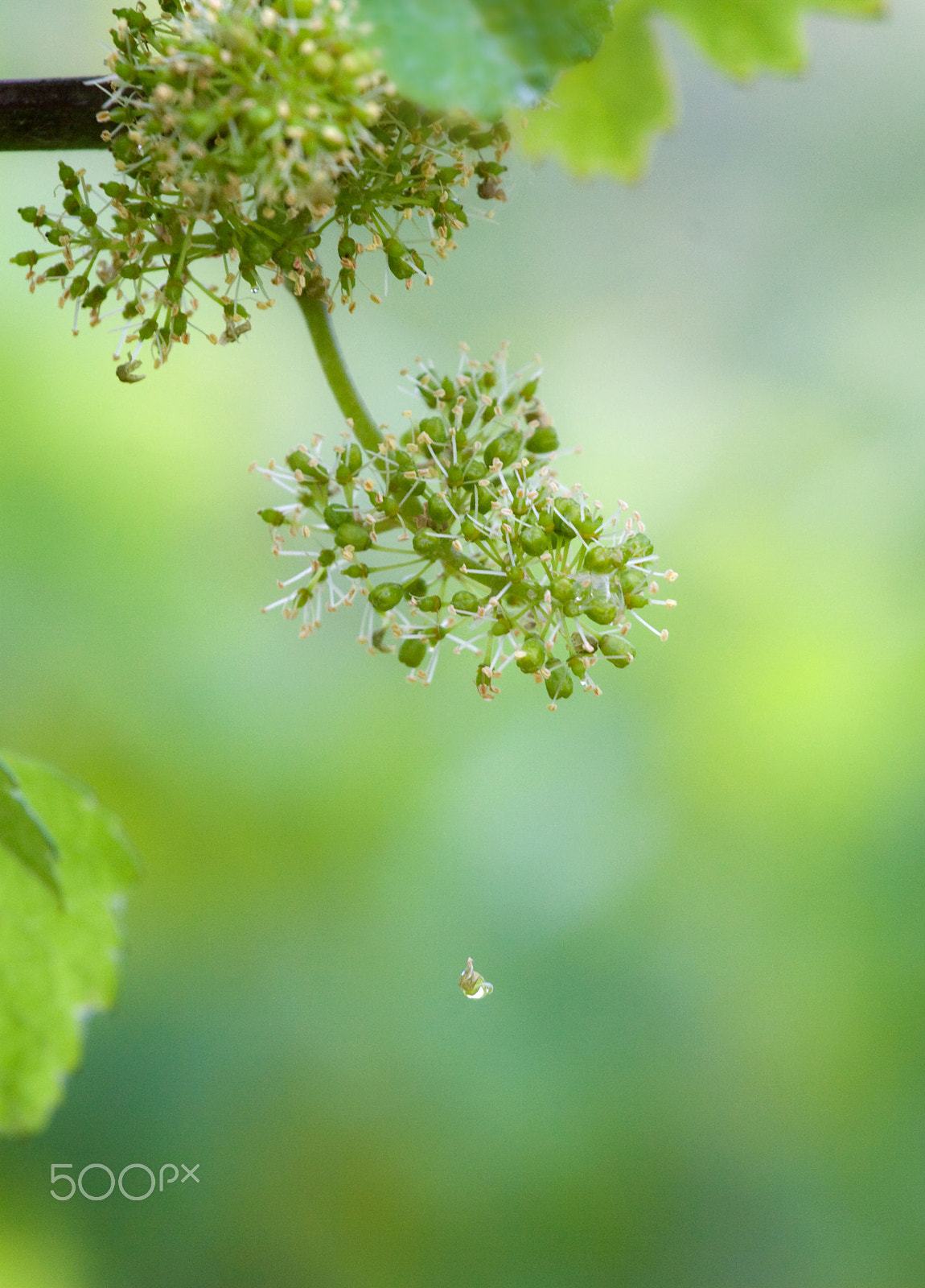 Canon EOS 30D + Canon EF 70-200mm F4L USM sample photo. Vine blossom with a raindrop photography