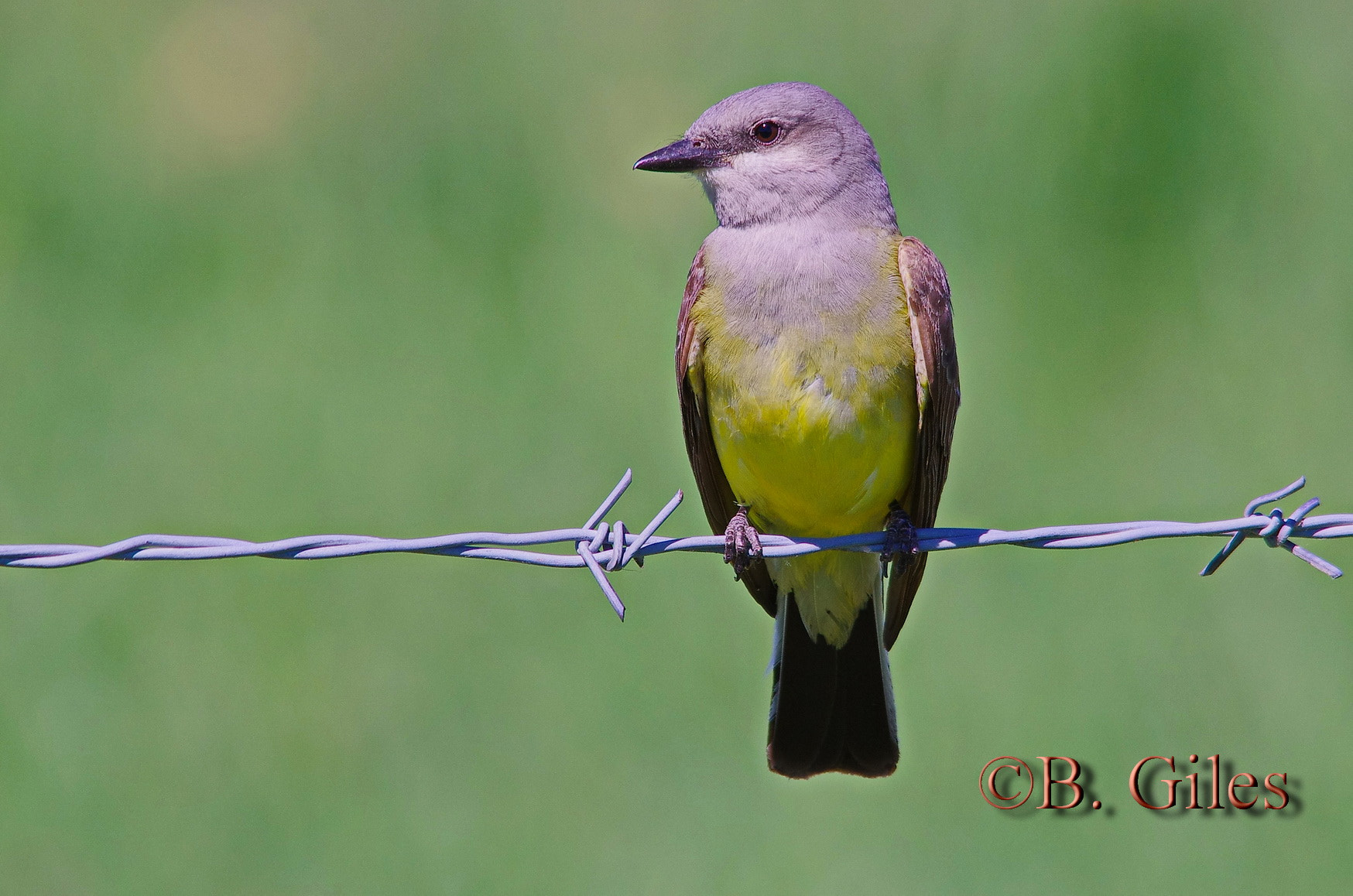Sigma 150-500mm F5-6.3 DG OS HSM sample photo. Catching some rays photography