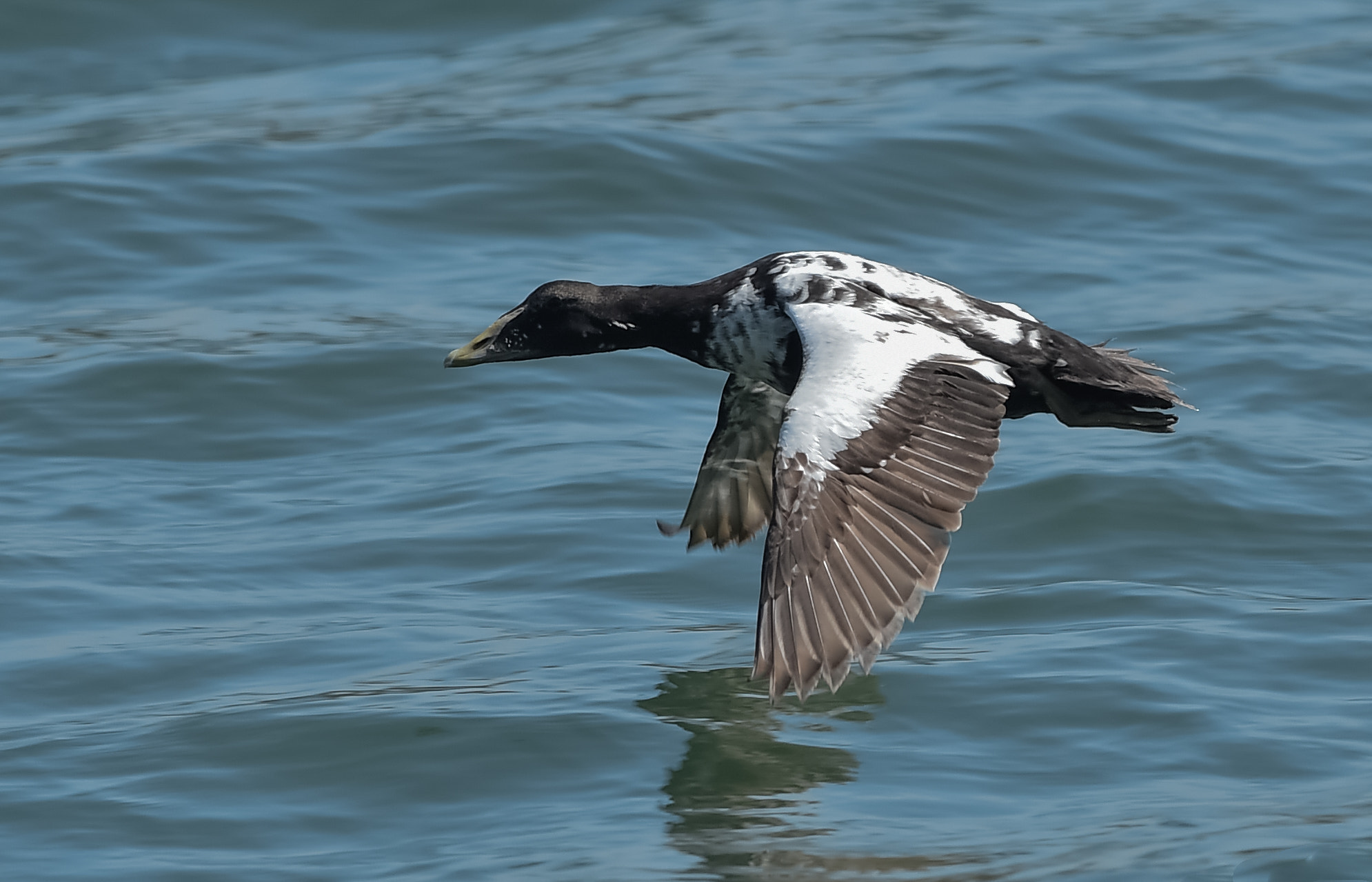 Nikon AF-S Nikkor 300mm F2.8G ED VR II sample photo. Young eider. photography