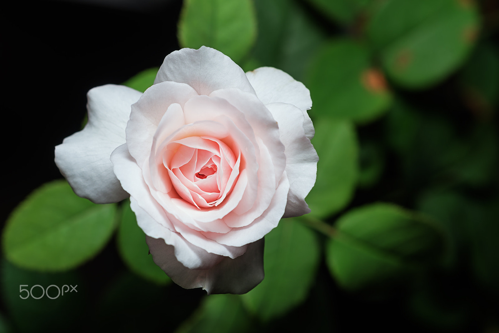 Sony a99 II + Sony 100mm F2.8 Macro sample photo. Hiyori photography