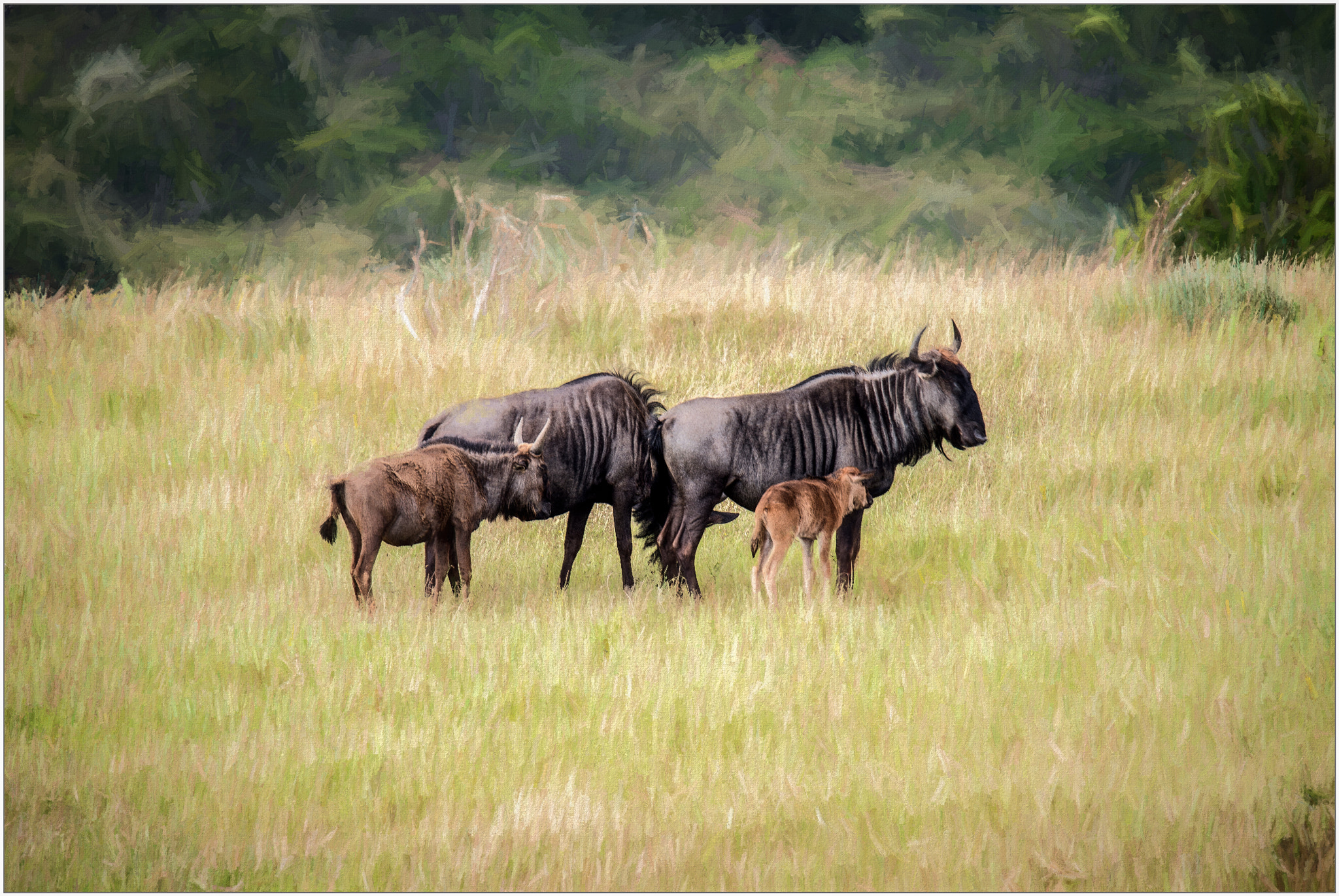 Nikon D800E sample photo. Gnu familie photography