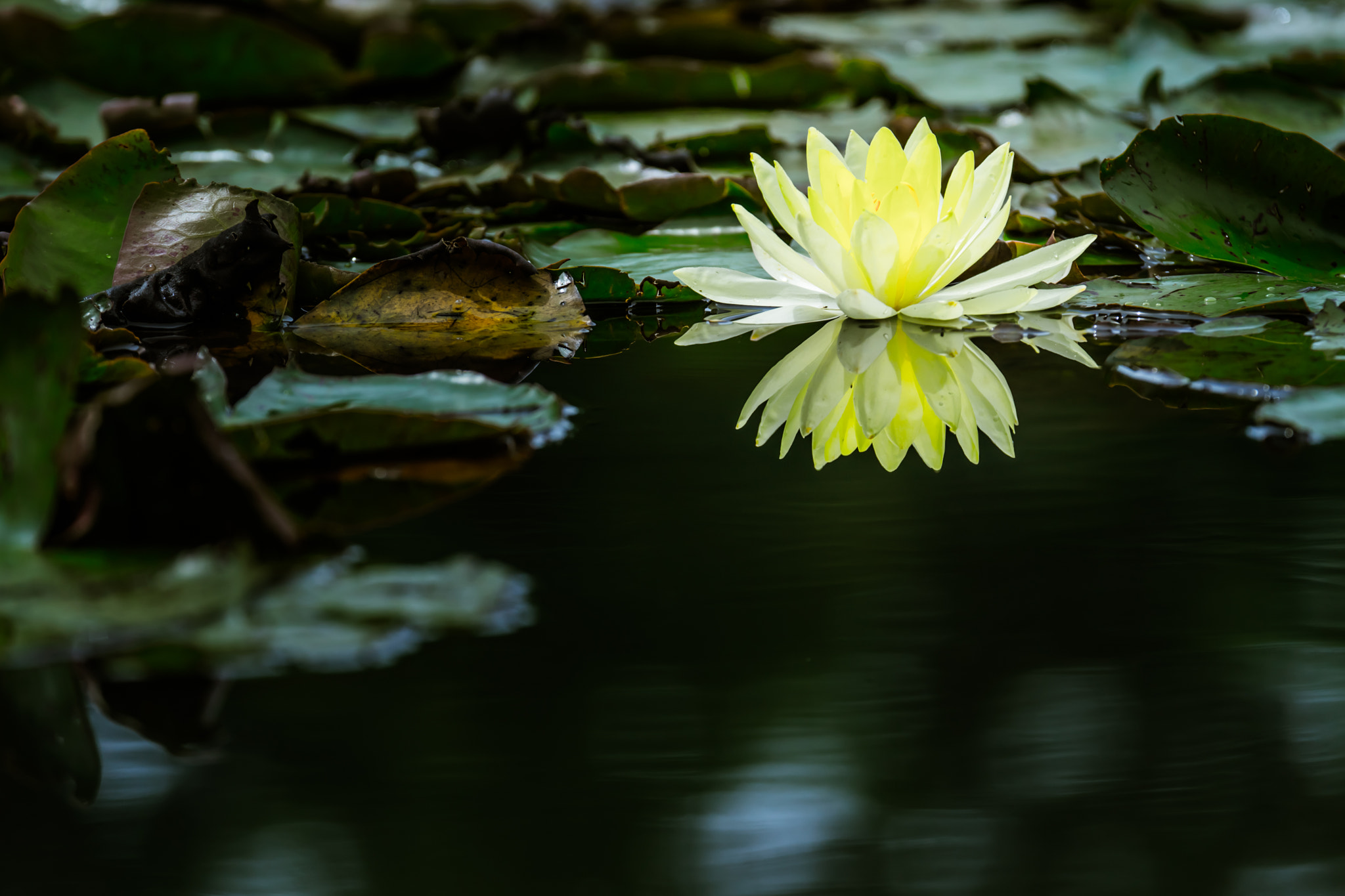 Sony a7 II + Sony 70-300mm F4.5-5.6 G SSM sample photo. Water lily #2 photography