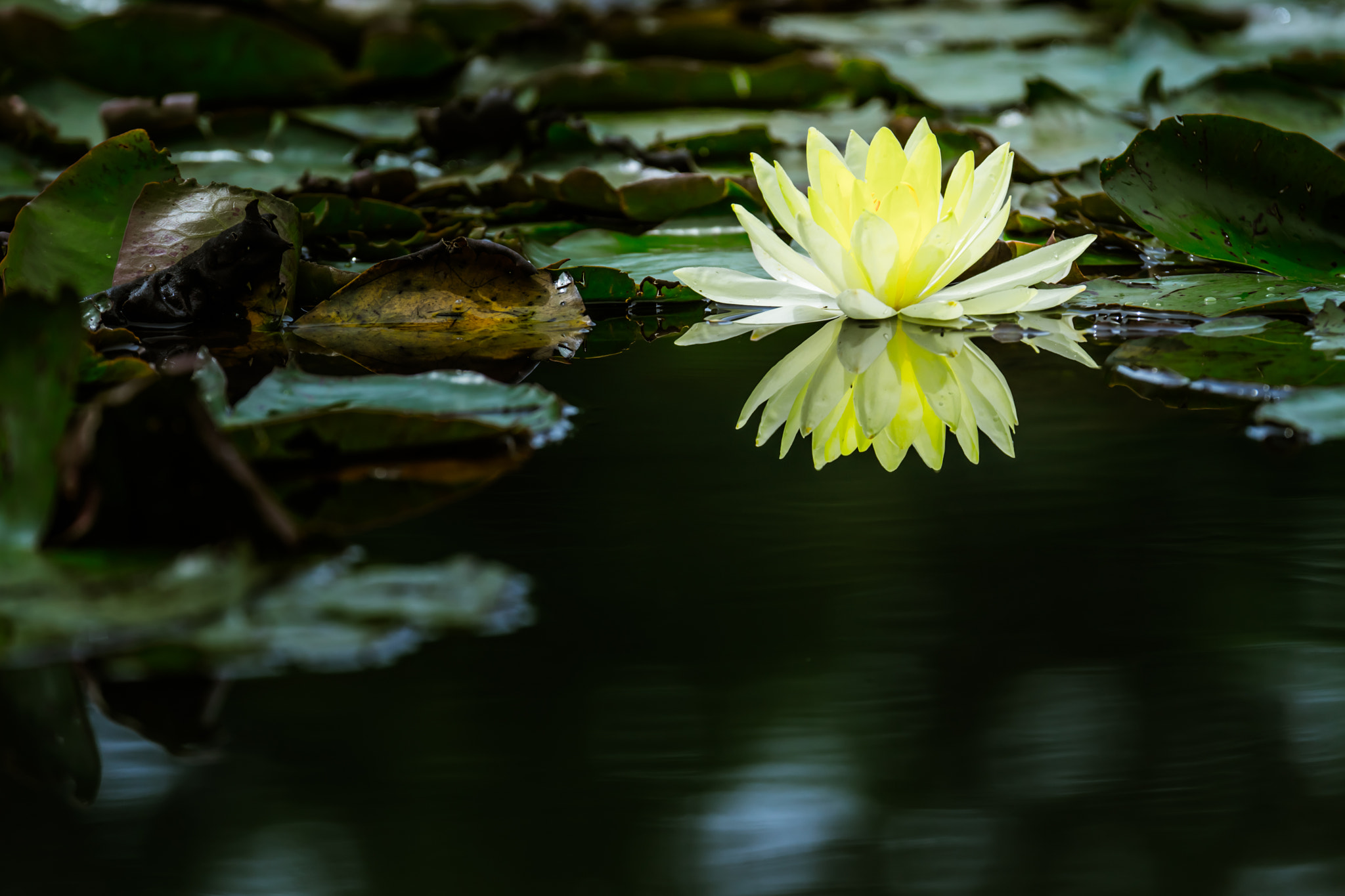 Sony 70-300mm F4.5-5.6 G SSM sample photo. Water lily #2 photography