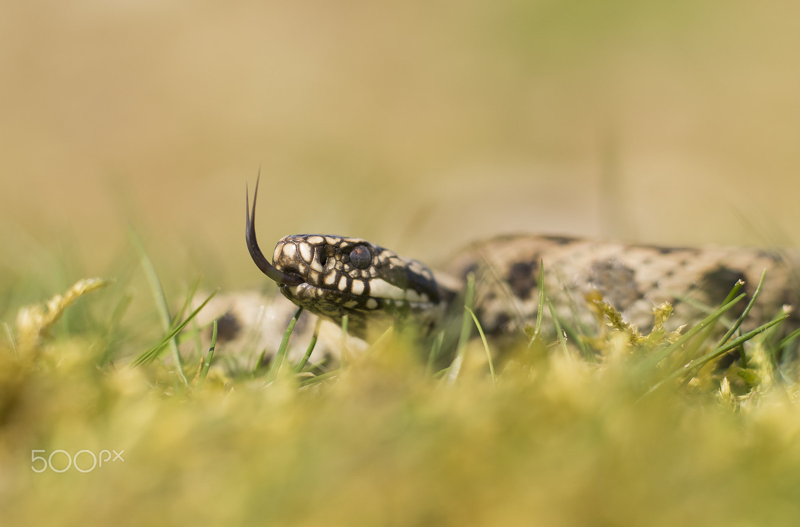 Olympus M.Zuiko Digital ED 75mm F1.8 sample photo. Adder photography