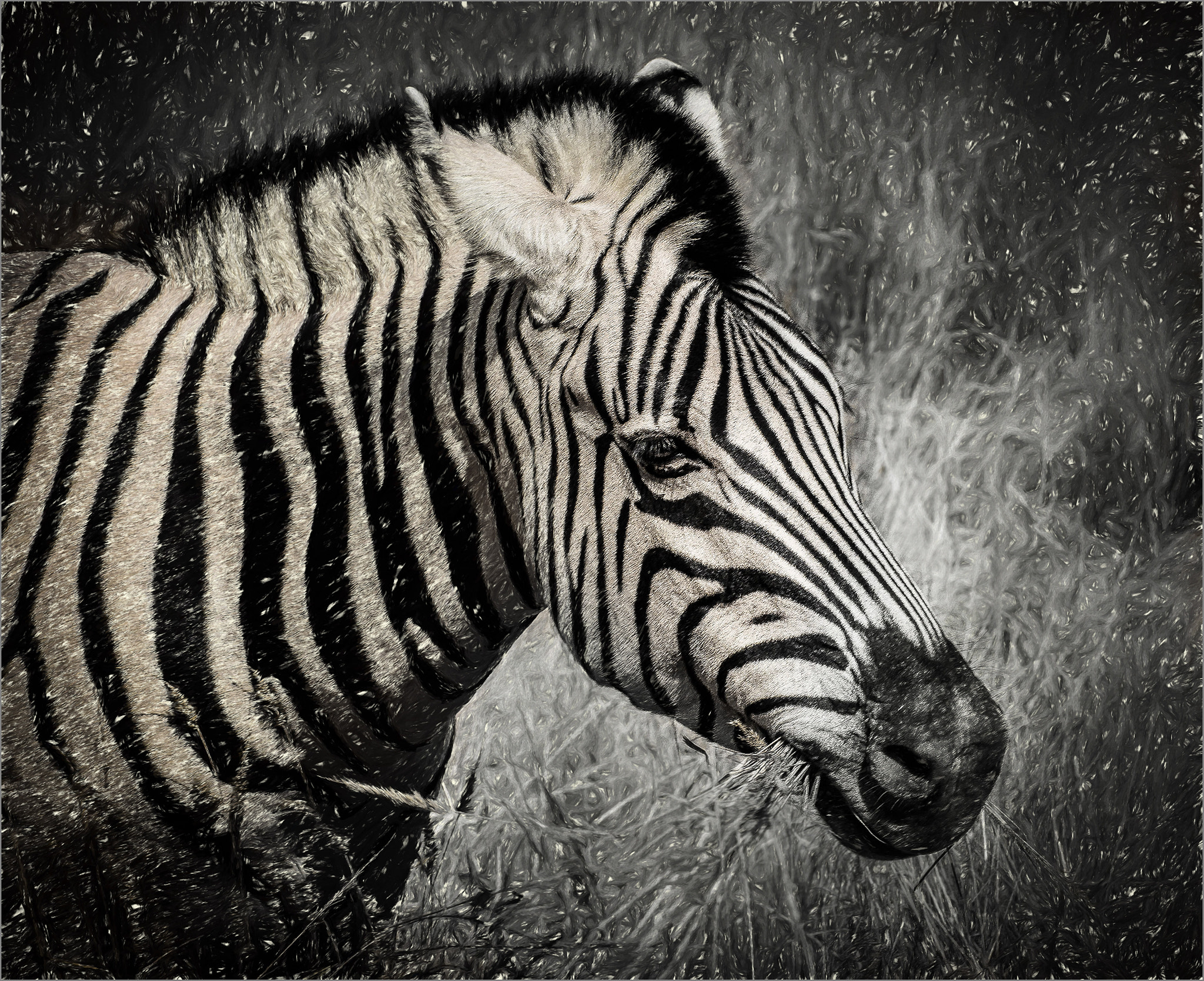 Nikon D800E sample photo. Zebra art photography