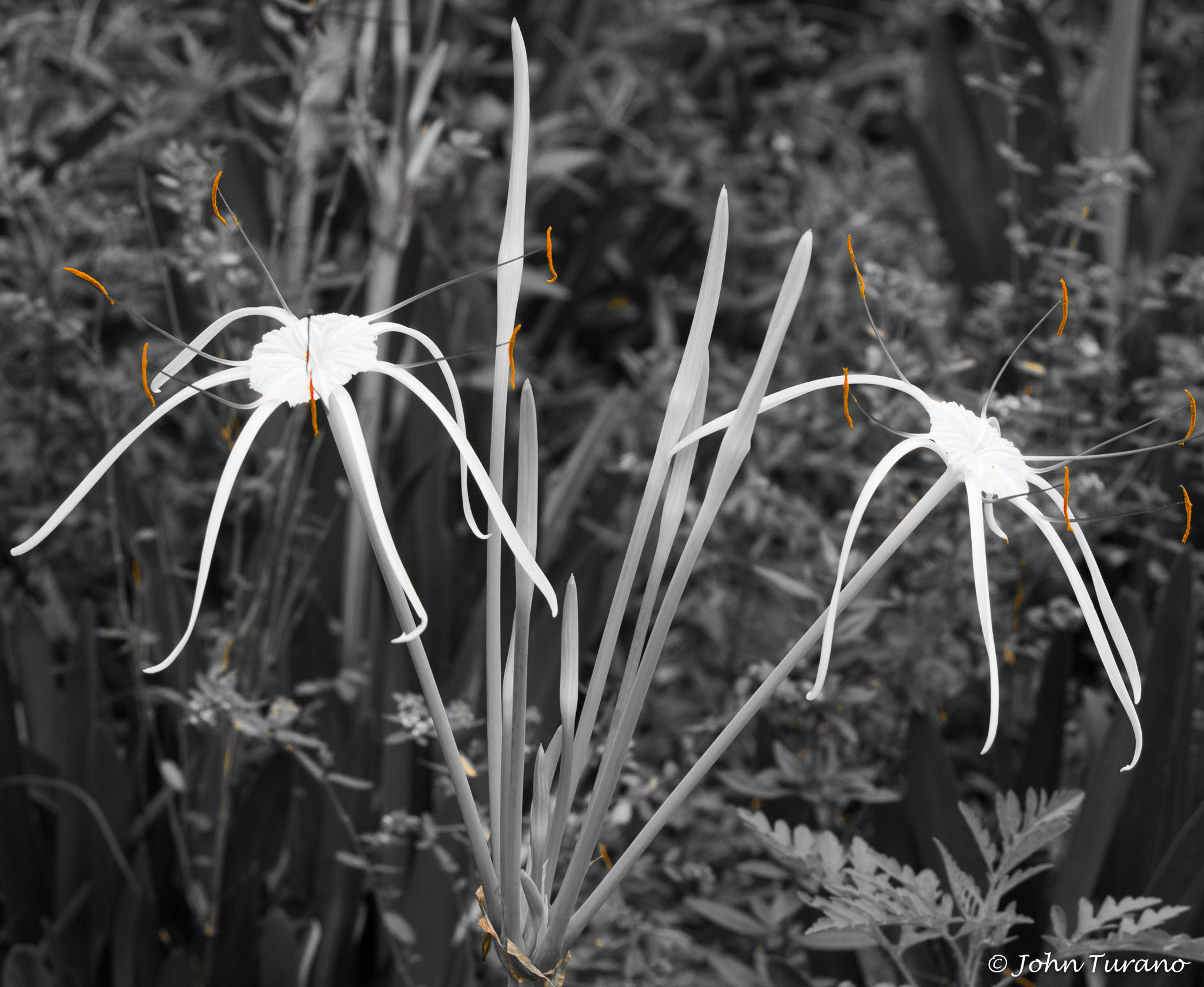 Olympus PEN E-PL7 sample photo. Splash of orange photography
