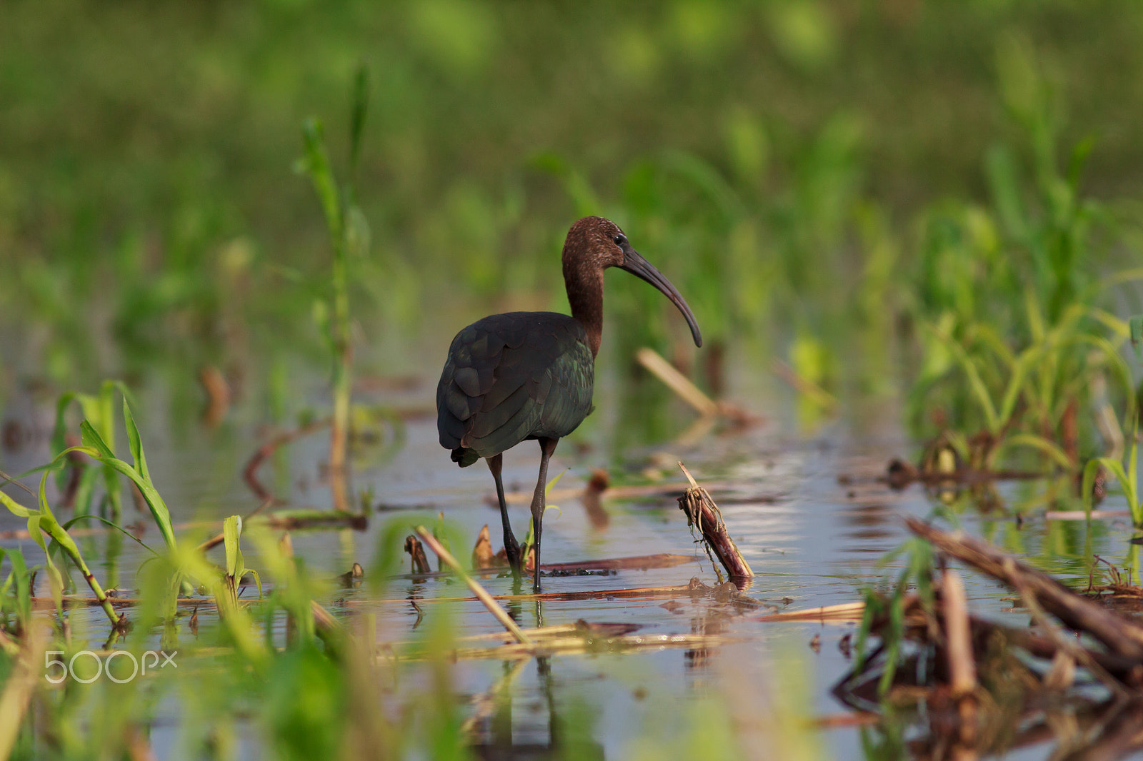 Canon EOS 600D (Rebel EOS T3i / EOS Kiss X5) + Canon EF 400mm F5.6L USM sample photo. Glossy ibis photography