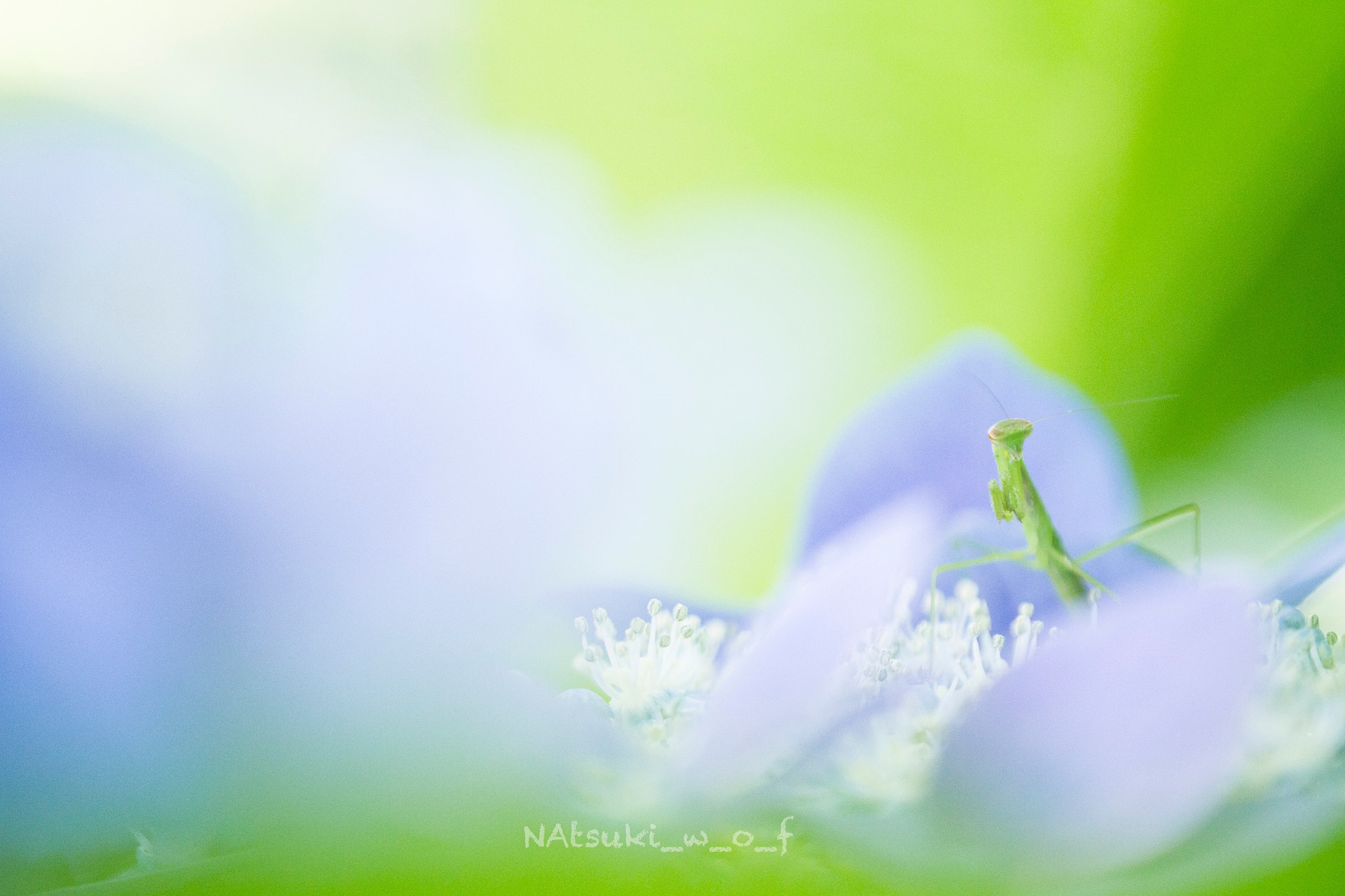 Tamron SP AF 180mm F3.5 Di LD (IF) Macro sample photo. 紫陽花 photography
