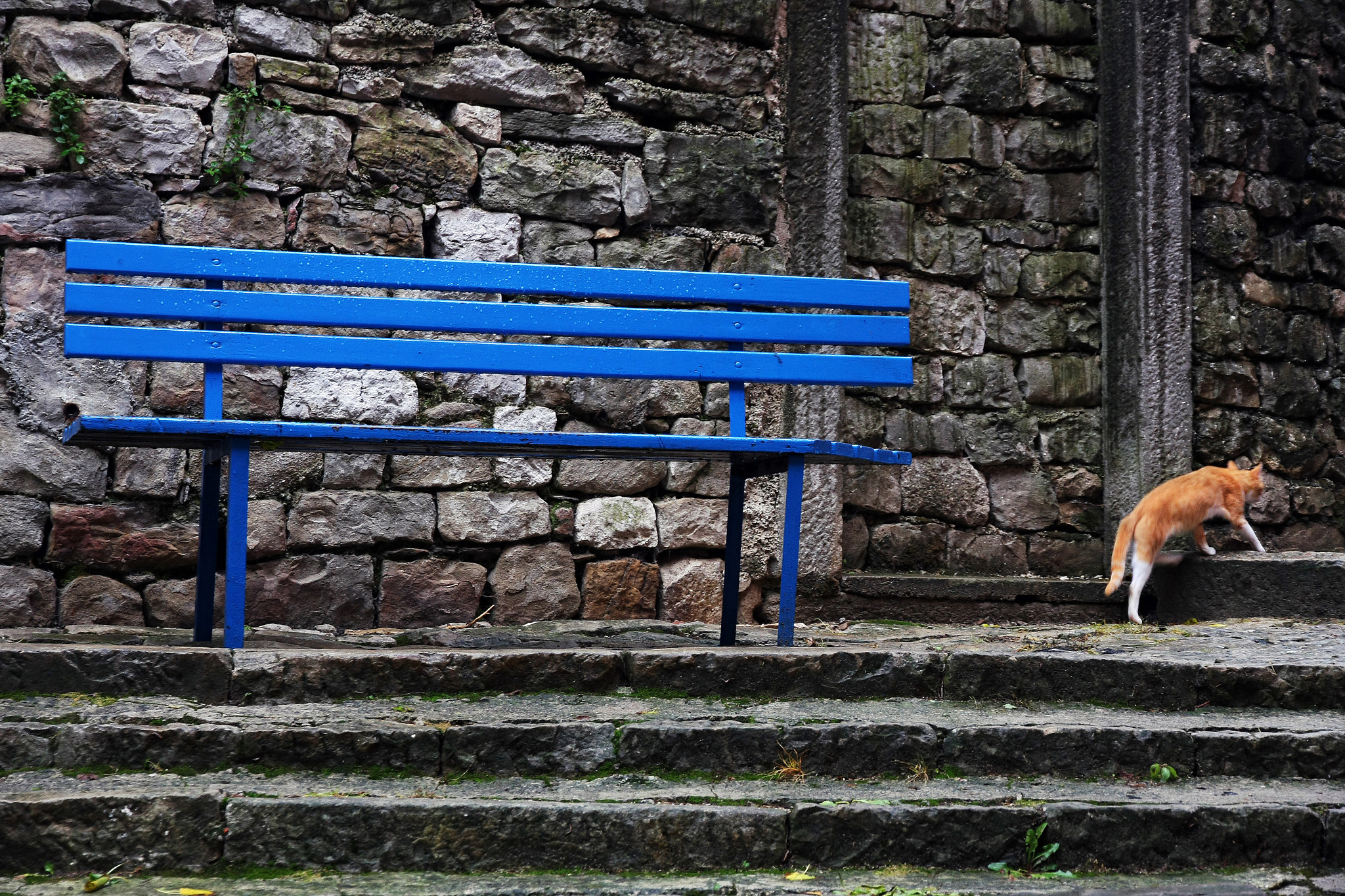 Canon EOS 40D sample photo. Blue bench with a cat photography