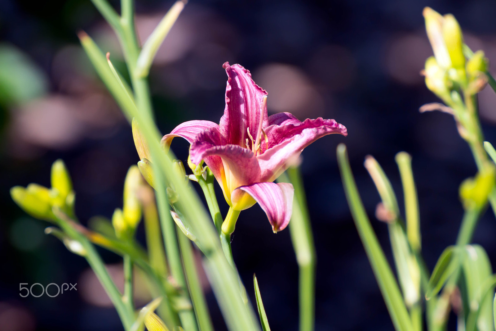 Canon EOS 100D (EOS Rebel SL1 / EOS Kiss X7) sample photo. Flower at fa seiberling nature realm photography