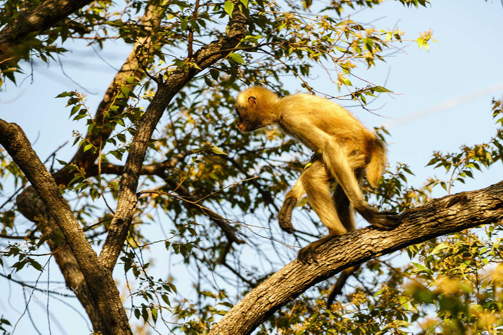 150-600mm F5-6.3 DG OS HSM | Contemporary 015 sample photo. Spider monkey photography
