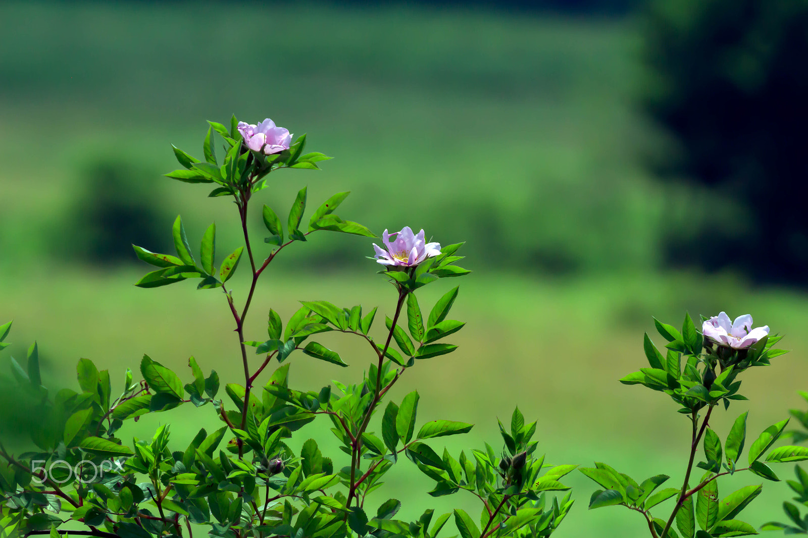 Canon EOS 100D (EOS Rebel SL1 / EOS Kiss X7) sample photo. Munroe falls metro park photography