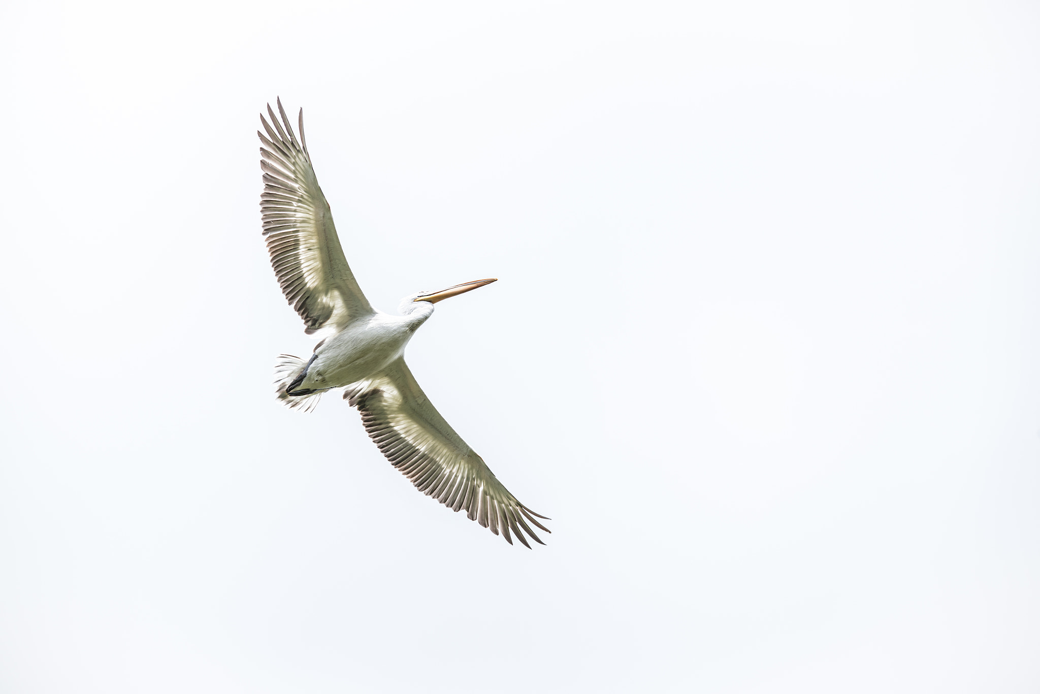 Sigma 150-500mm F5-6.3 DG OS HSM sample photo. An angel! photography