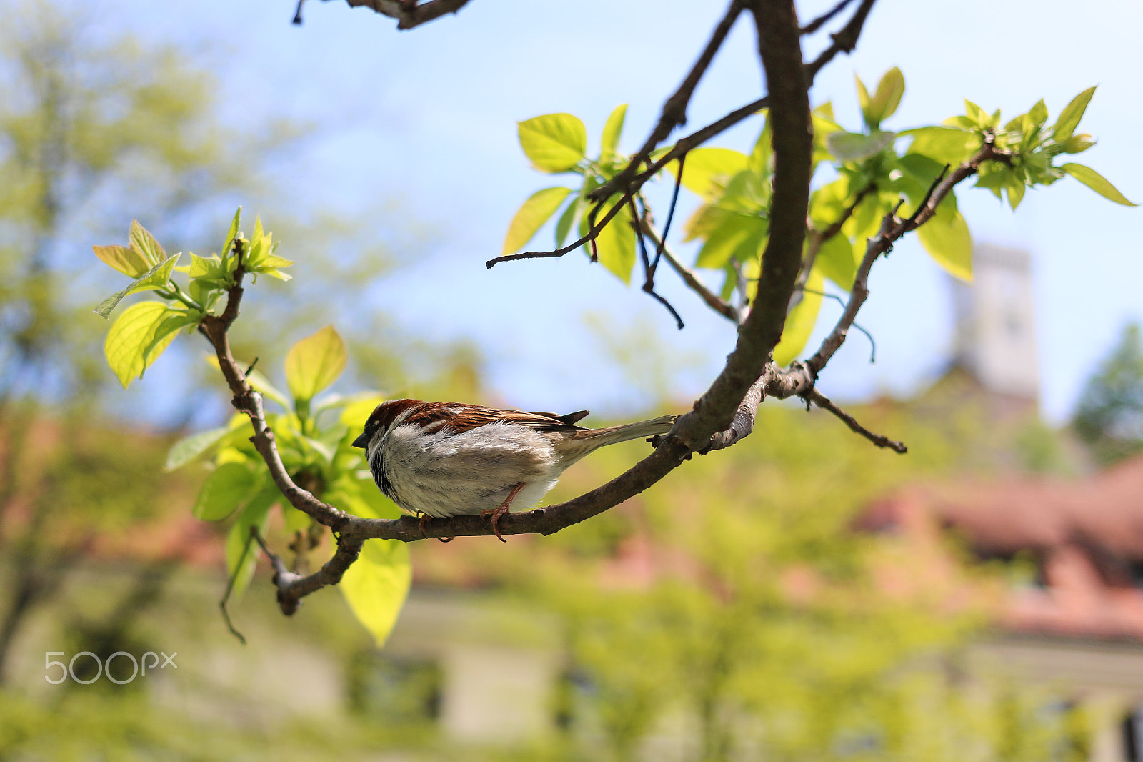 Canon EOS 760D (EOS Rebel T6s / EOS 8000D) + Canon EF 40mm F2.8 STM sample photo. Freedom photography