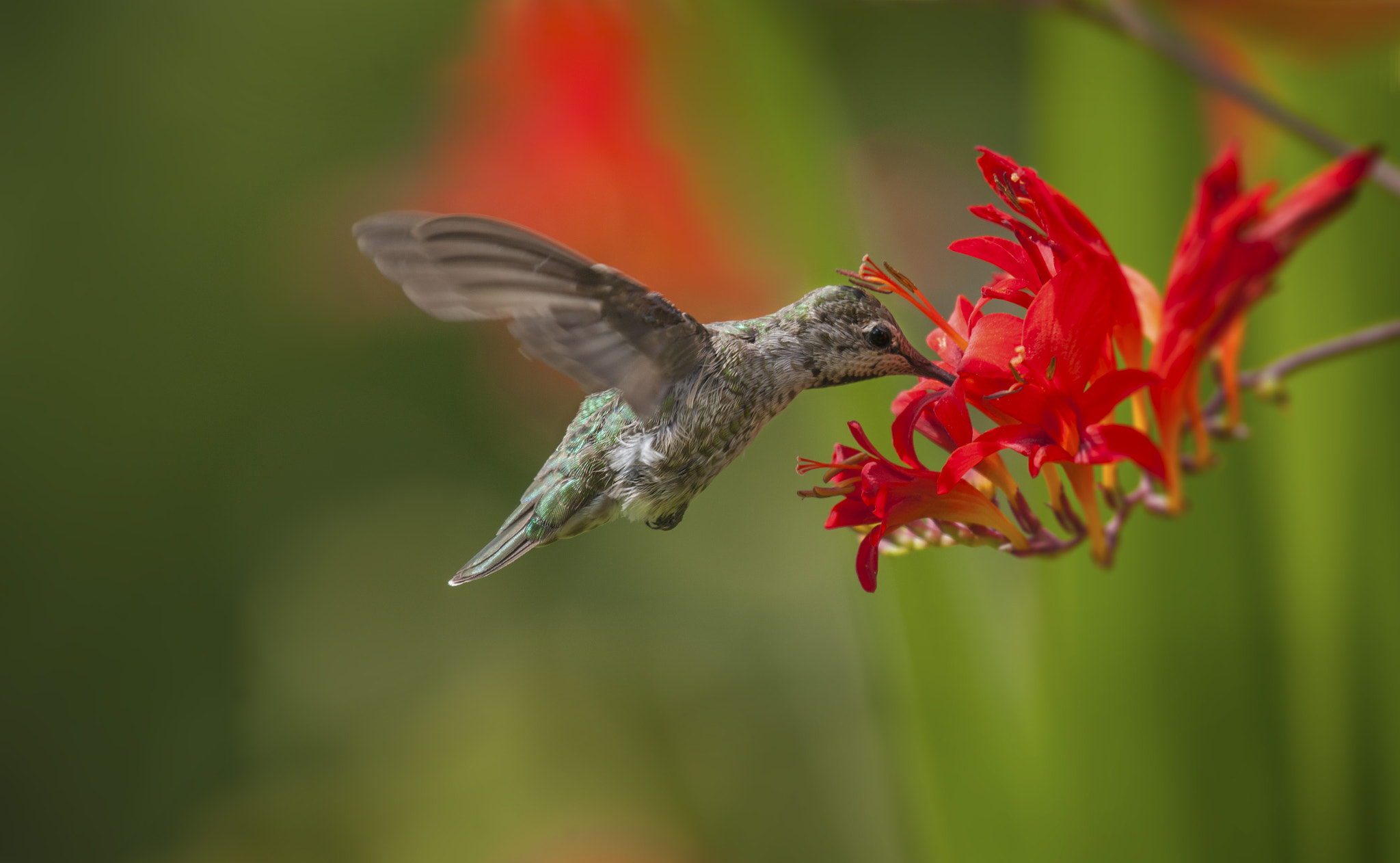 Nikon D3X sample photo. Humming bird and crocosmia photography