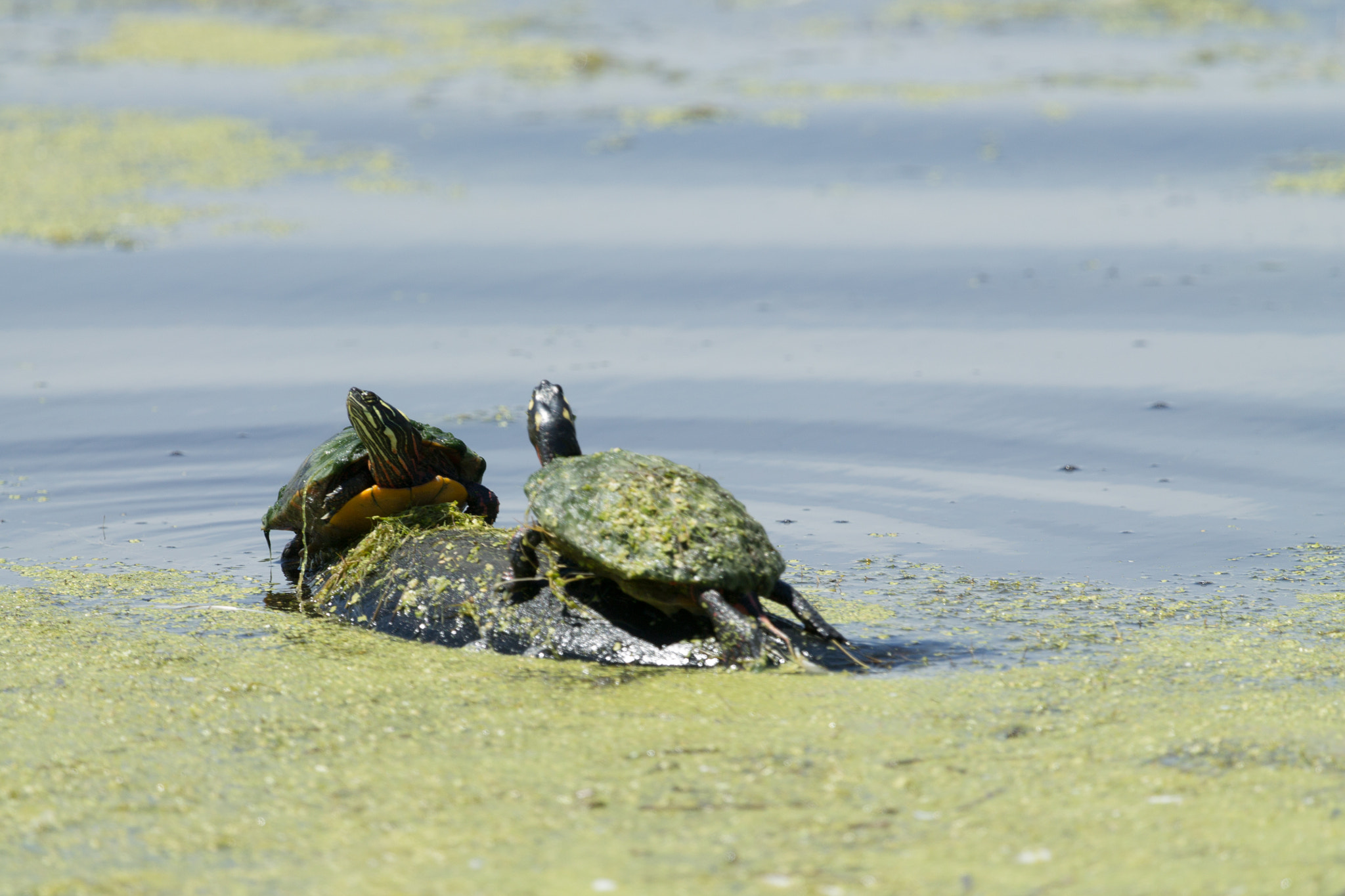 Canon EF 100-400mm F4.5-5.6L IS USM sample photo. Two turtles sun bathing photography