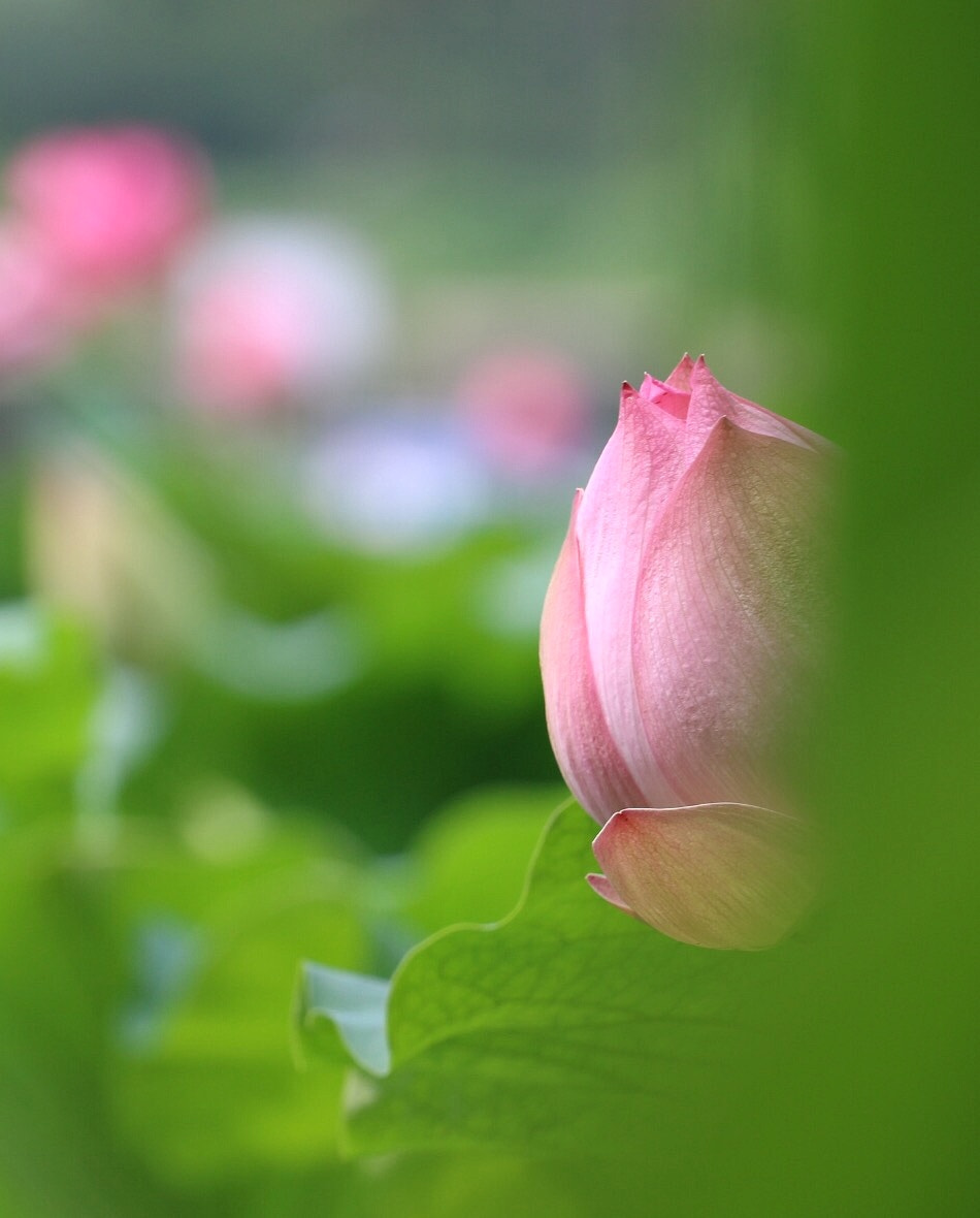 Canon EF 70-200mm F4L USM sample photo