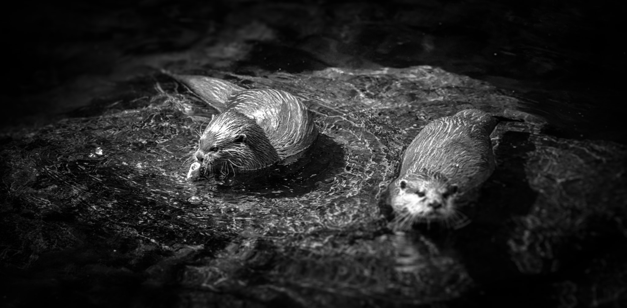 Canon EOS 5DS + Sigma 105mm F2.8 EX DG Macro sample photo. Otters photography