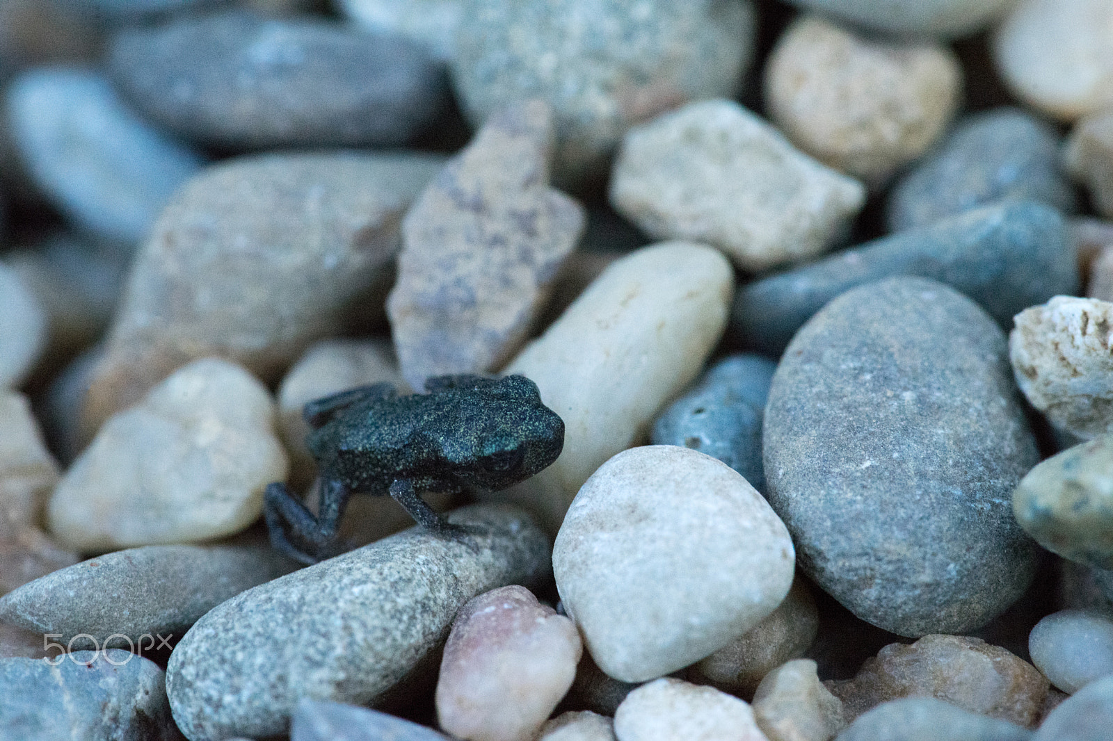 Sony a7 II + 105mm F2.8 sample photo. Baby-frosch photography