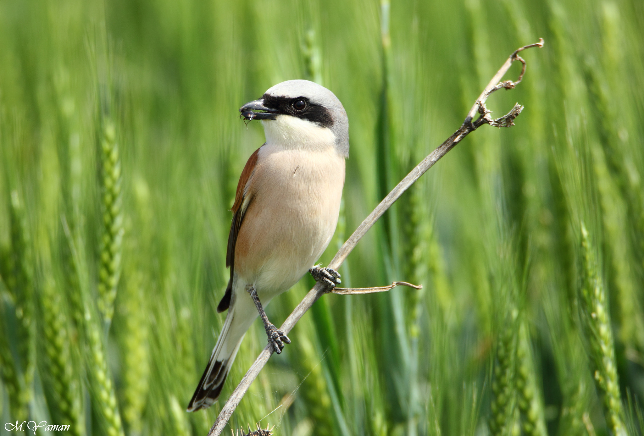Tamron SP 150-600mm F5-6.3 Di VC USD sample photo. Red-backed shrike & breakfast :) photography