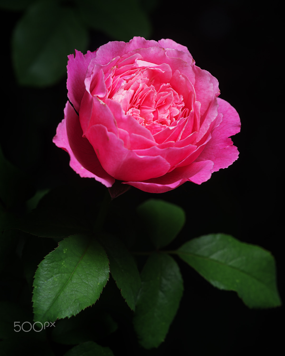 Sony a99 II + Sony 100mm F2.8 Macro sample photo. Soeur emmanuelle photography