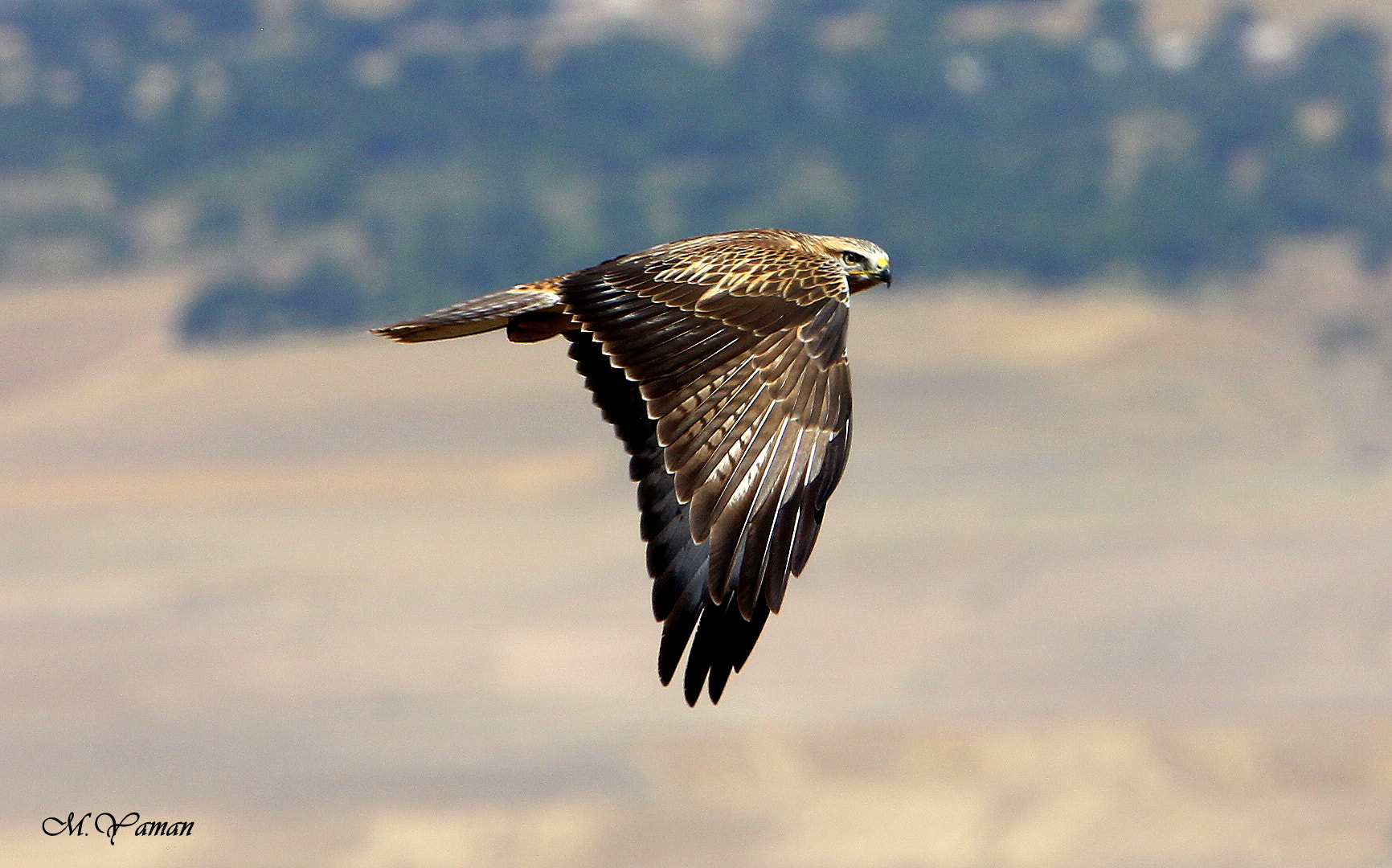 Tamron SP 150-600mm F5-6.3 Di VC USD sample photo. Kızıl şahin - long-legged buzzard photography