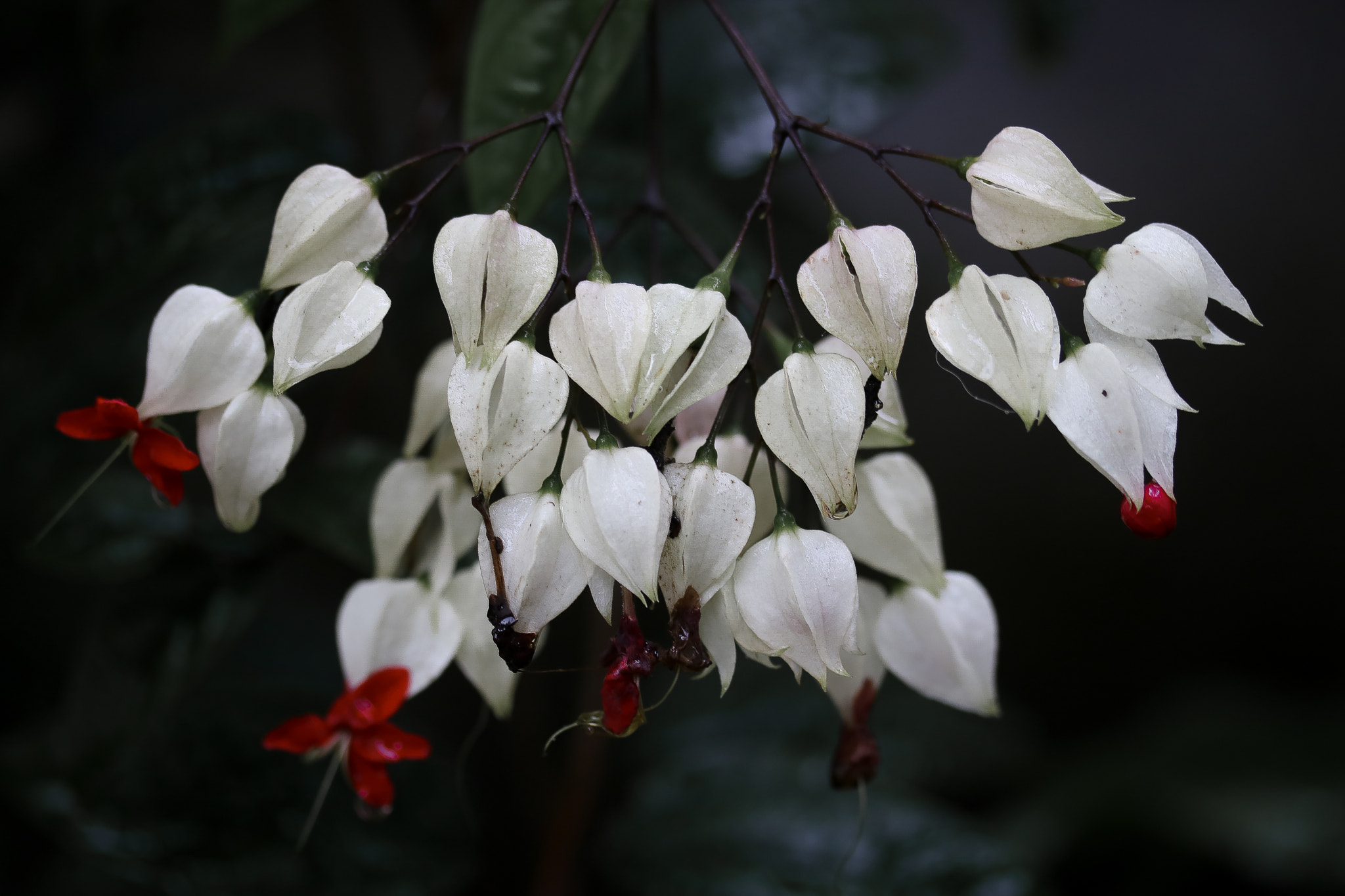 Canon EF-S 60mm F2.8 Macro USM sample photo. Flores photography