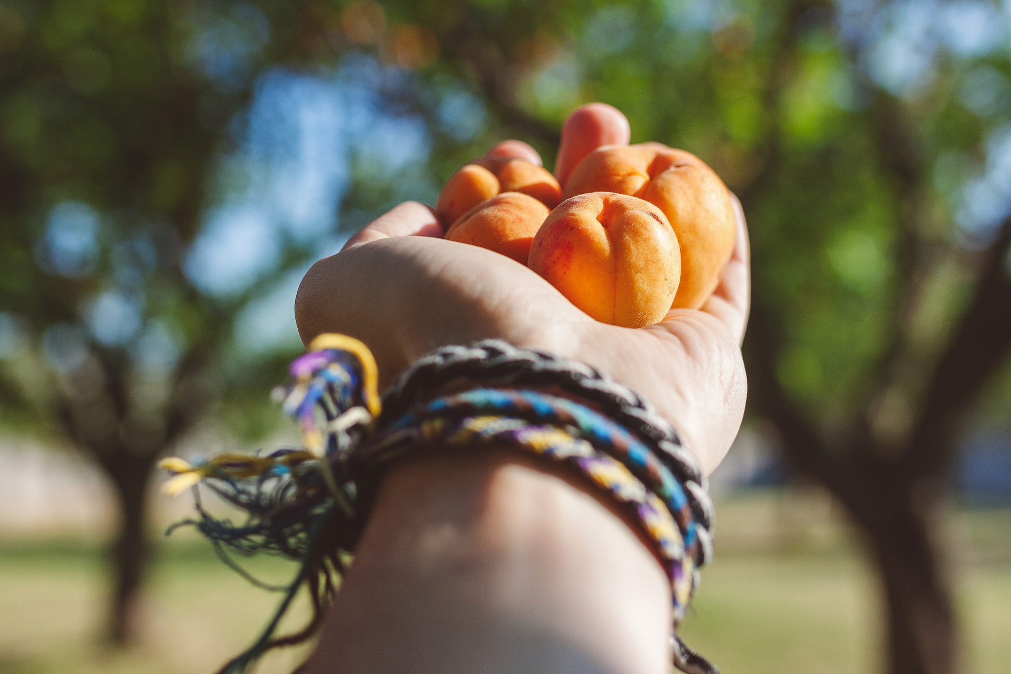 Canon EOS 50D + Sigma 35mm F1.4 DG HSM Art sample photo. Peach picking time photography