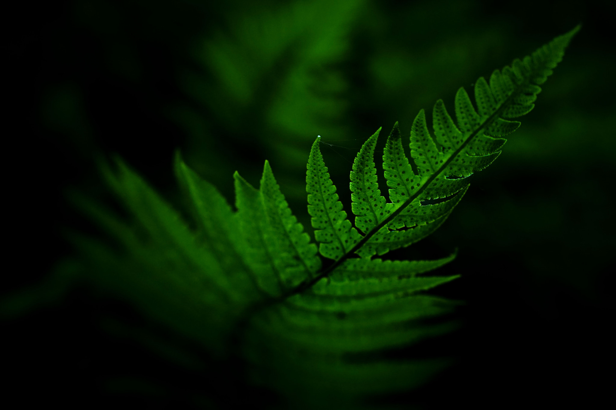 Sony a7 + Sony Distagon T* FE 35mm F1.4 ZA sample photo. Fern photography