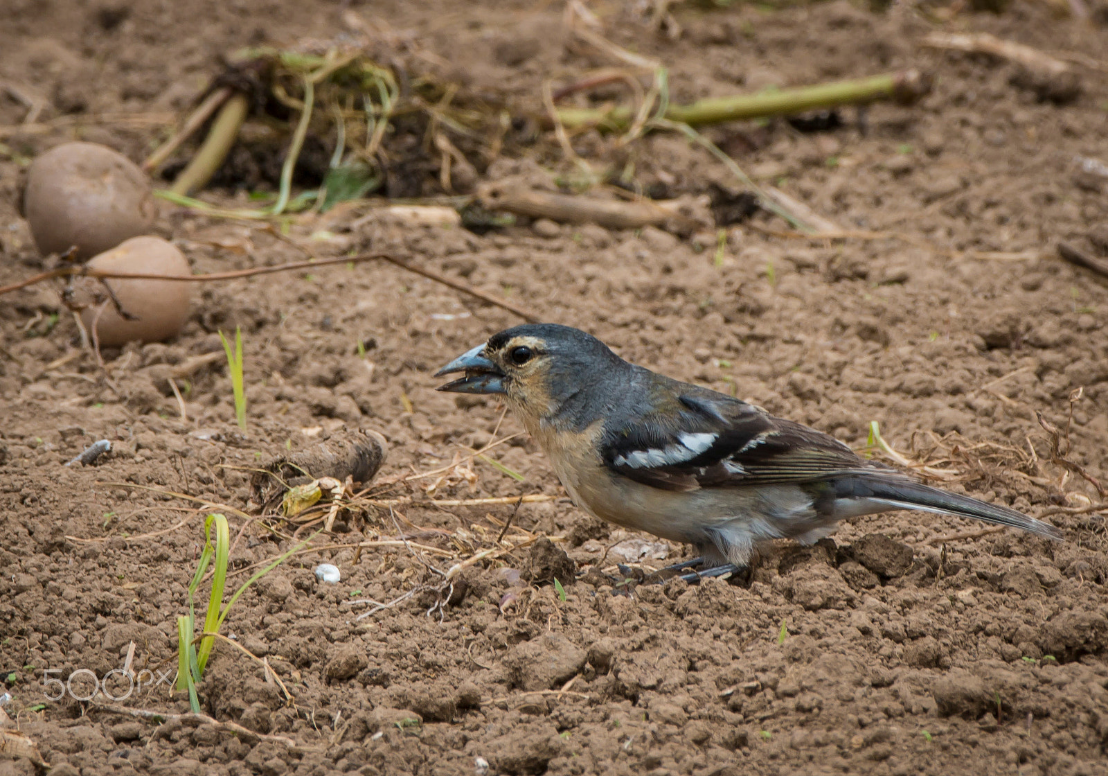 Canon EOS 70D + Canon EF 70-200mm F2.8L IS II USM sample photo. Pinzón de las azores photography