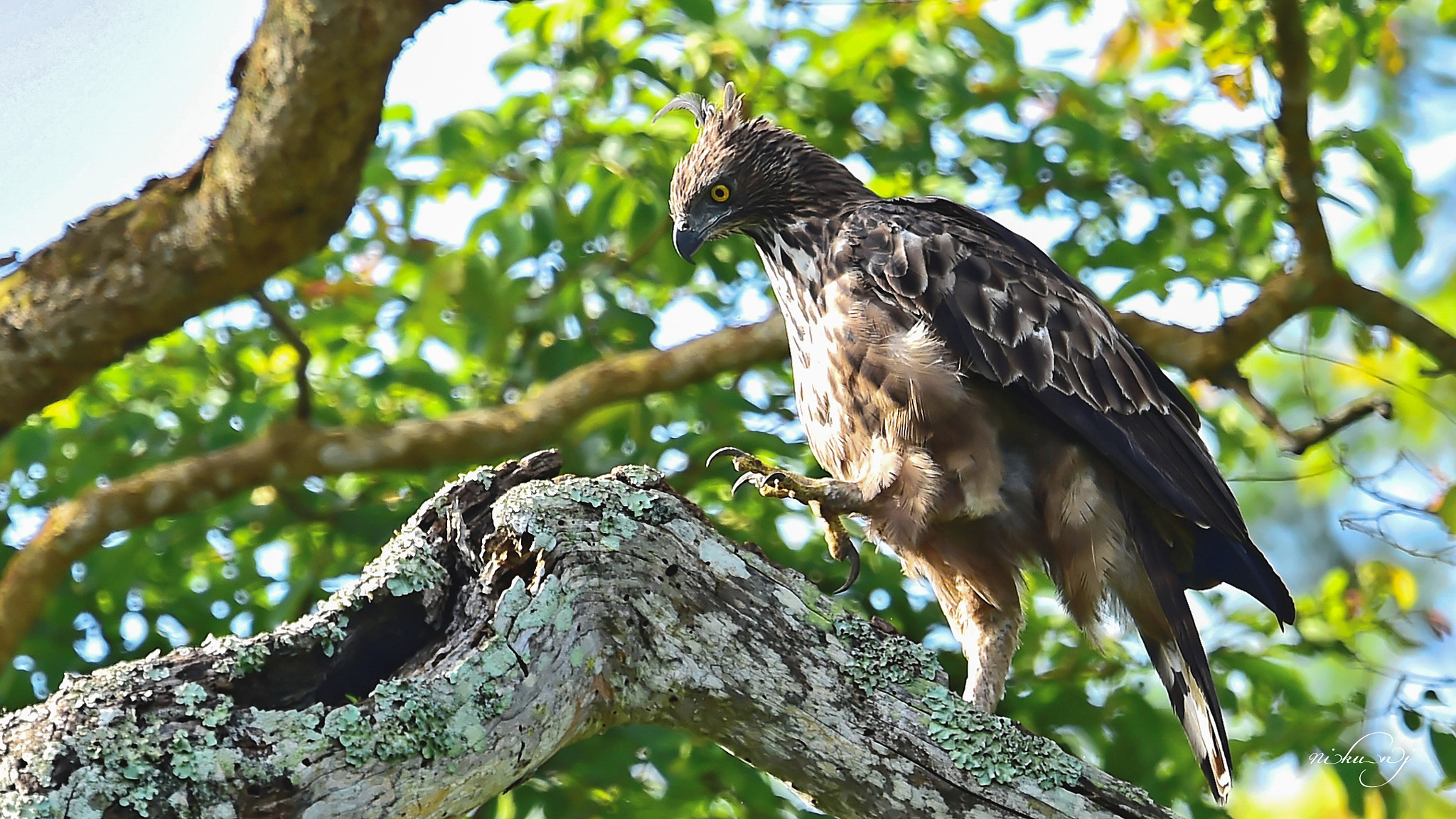 Nikon D4S + Nikon AF-S Nikkor 400mm F2.8E FL ED VR sample photo. Crested hawk eagle  photography