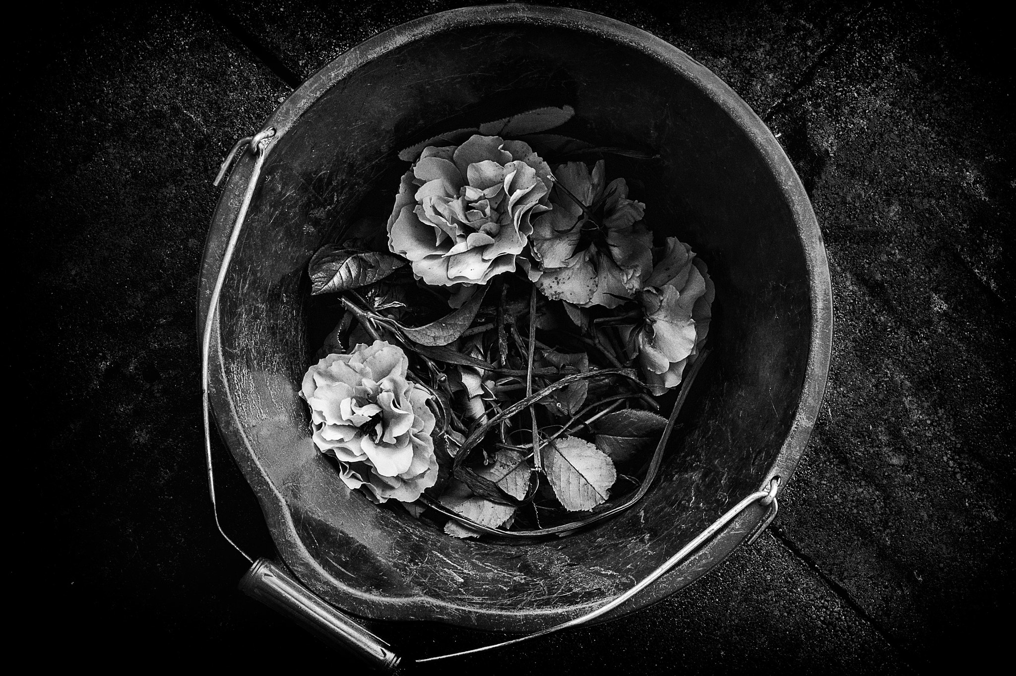 Minolta AF 28-80mm F3.5-5.6 II sample photo. When beauty dies photography