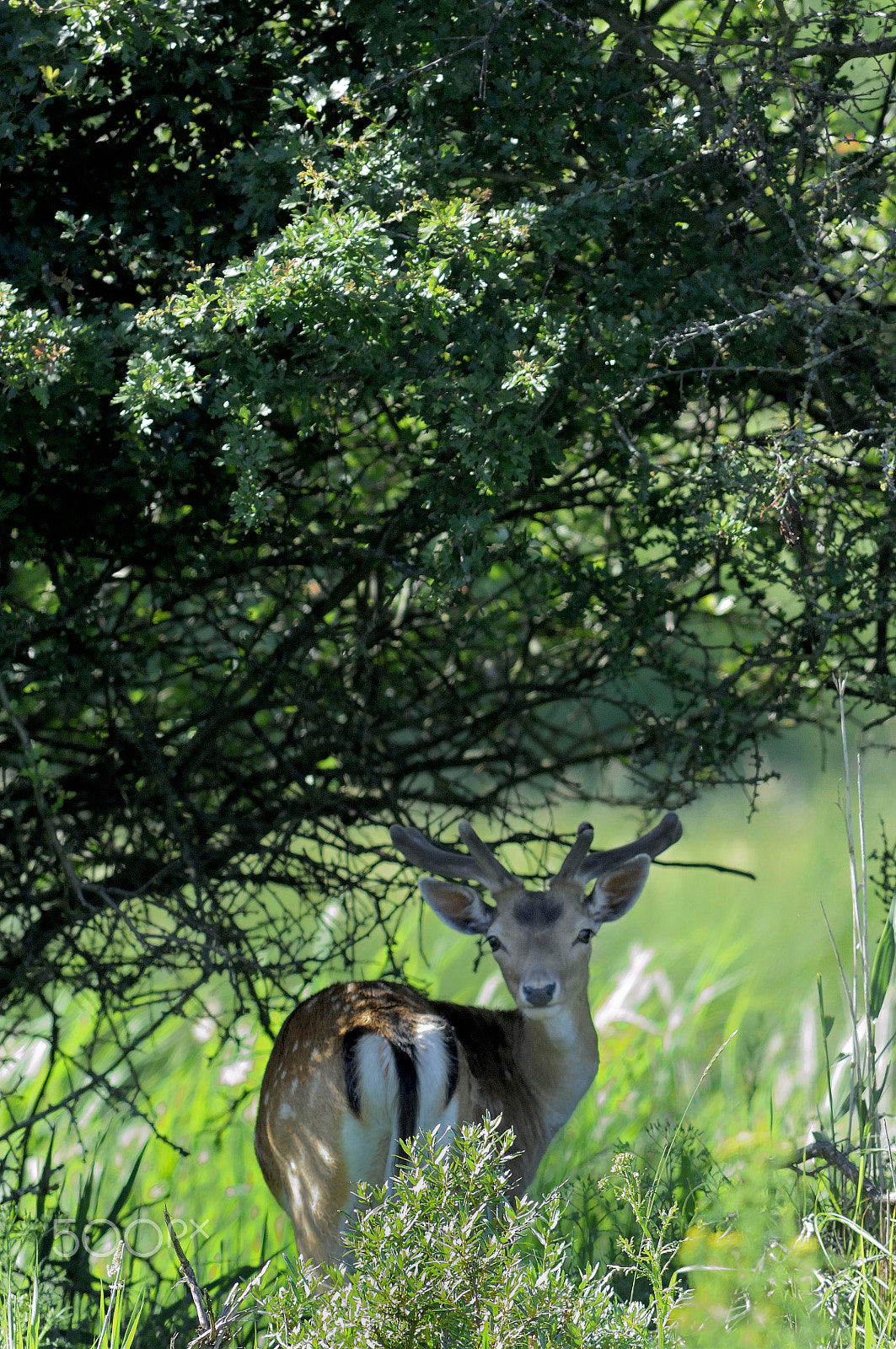 Nikon D2Xs + Nikkor 500mm f/4 P ED IF sample photo. U-turn photography