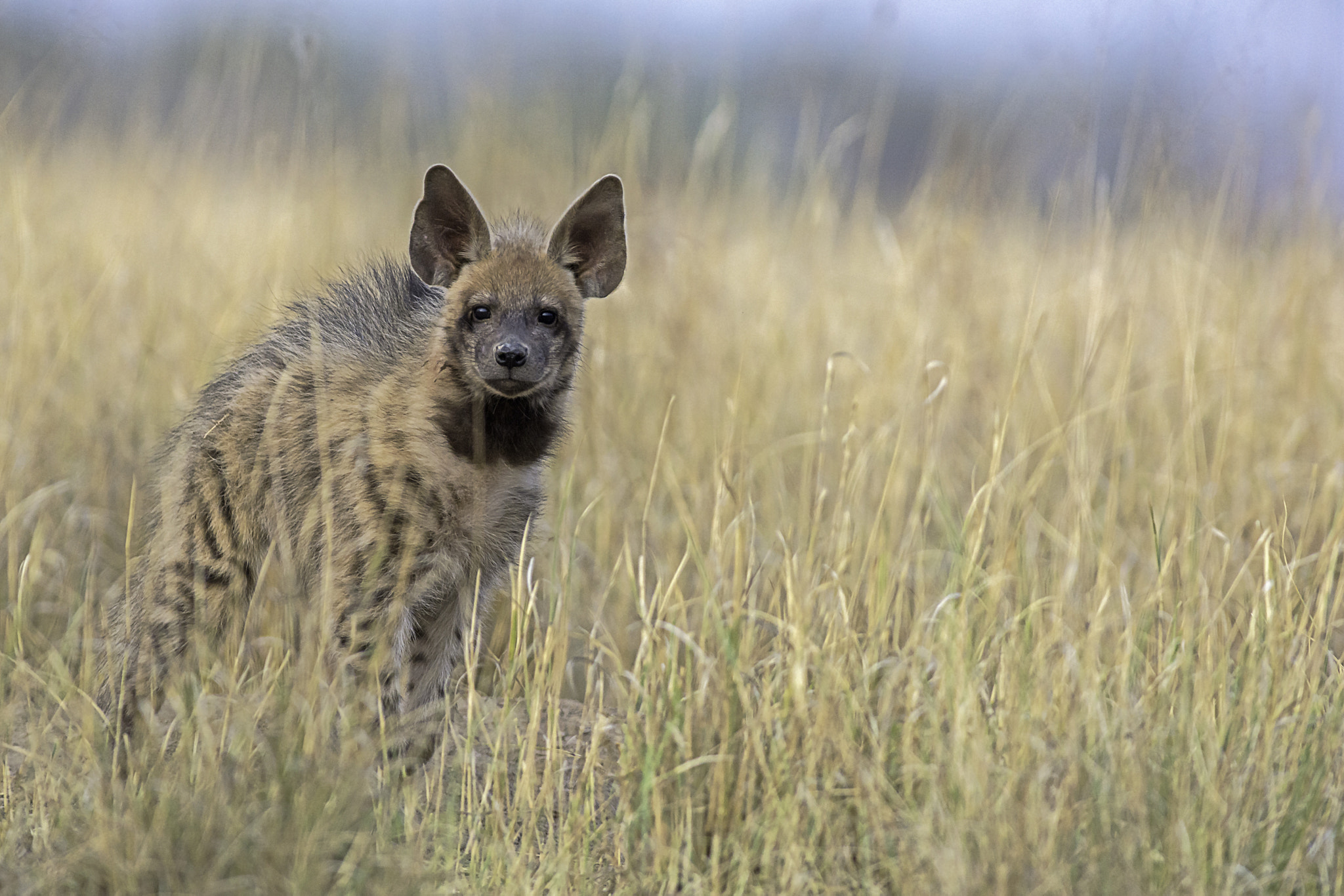 Nikon AF-S Nikkor 300mm F2.8G ED VR II sample photo. Striped hyena photography