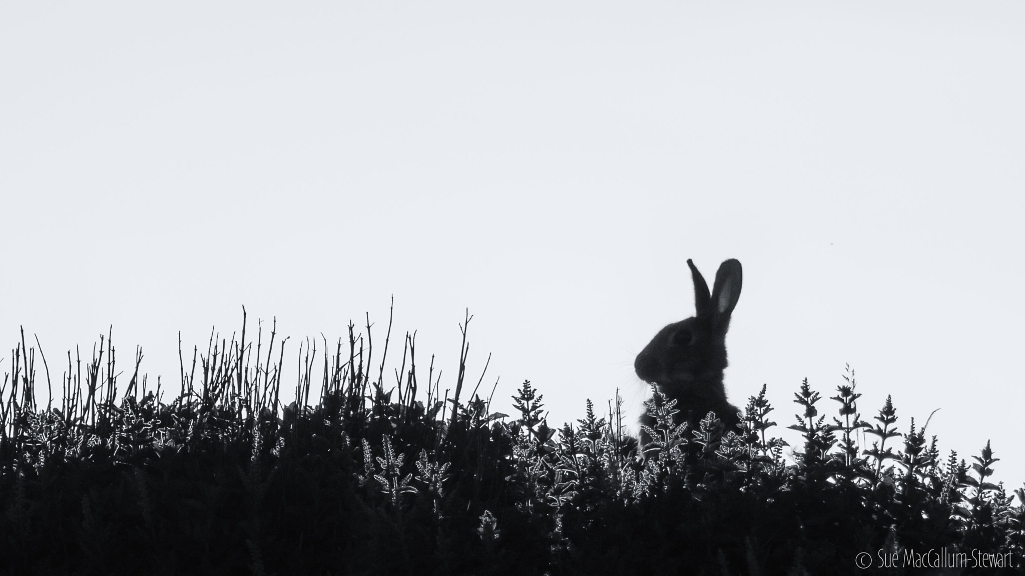 Olympus OM-D E-M1 + M.300mm F4.0 + MC-14 sample photo. Rabbit silouette photography