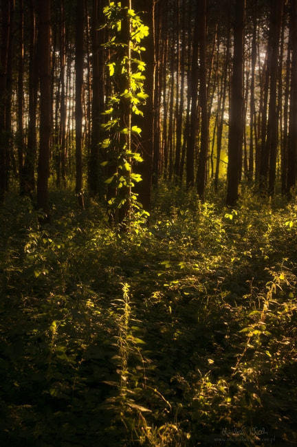 smc PENTAX-DA L 18-55mm F3.5-5.6 sample photo. Forest inside the great arc of river warta photography