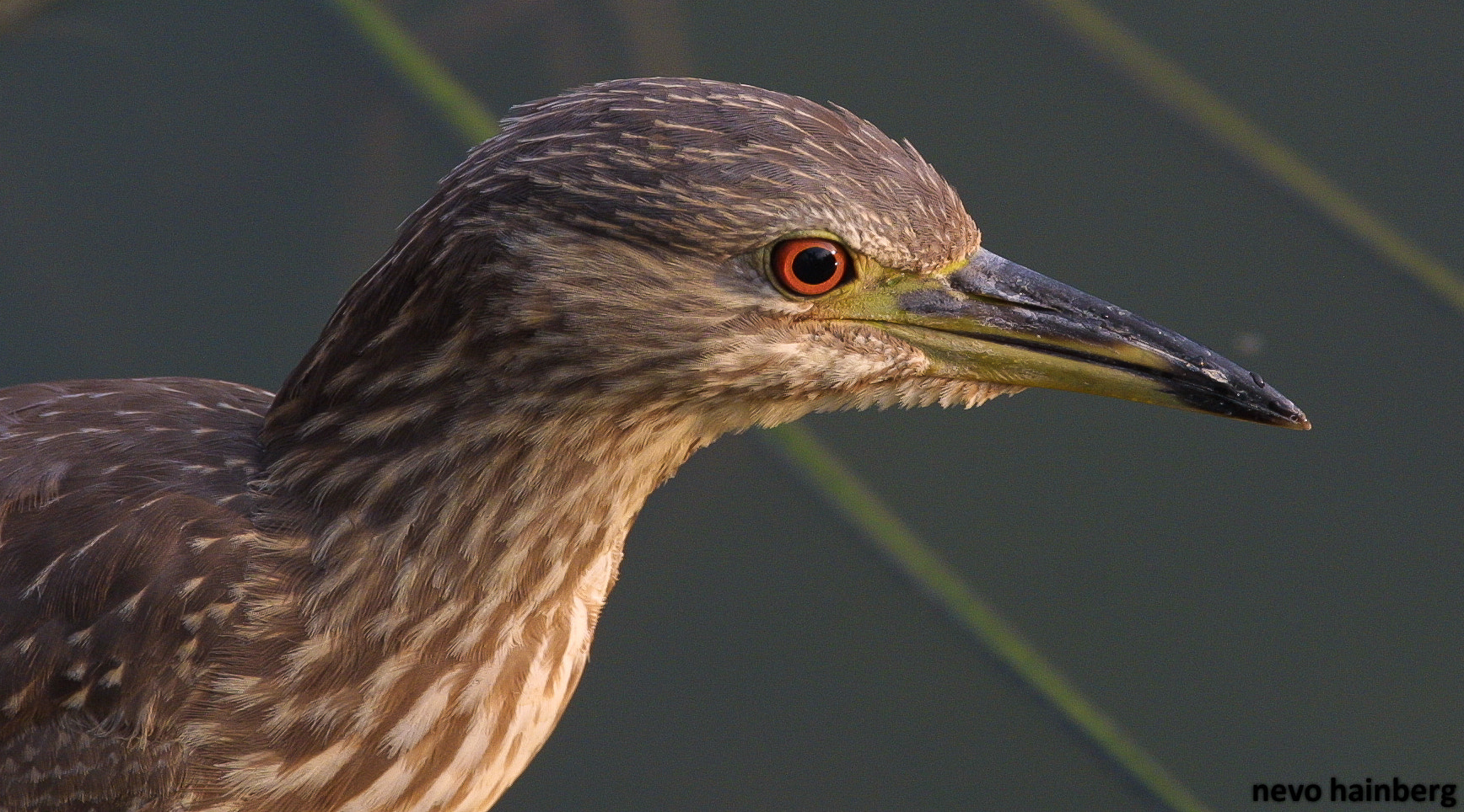 Canon EOS D30 sample photo. Night heron photography