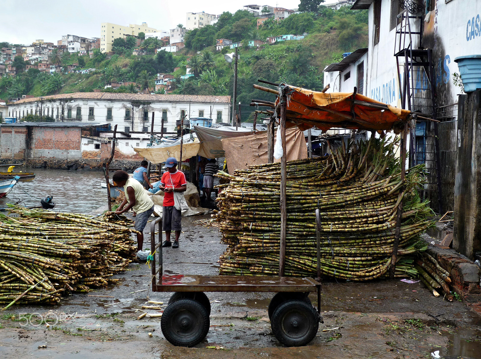 Panasonic DMC-FX37 sample photo. Sugarcane shipping photography