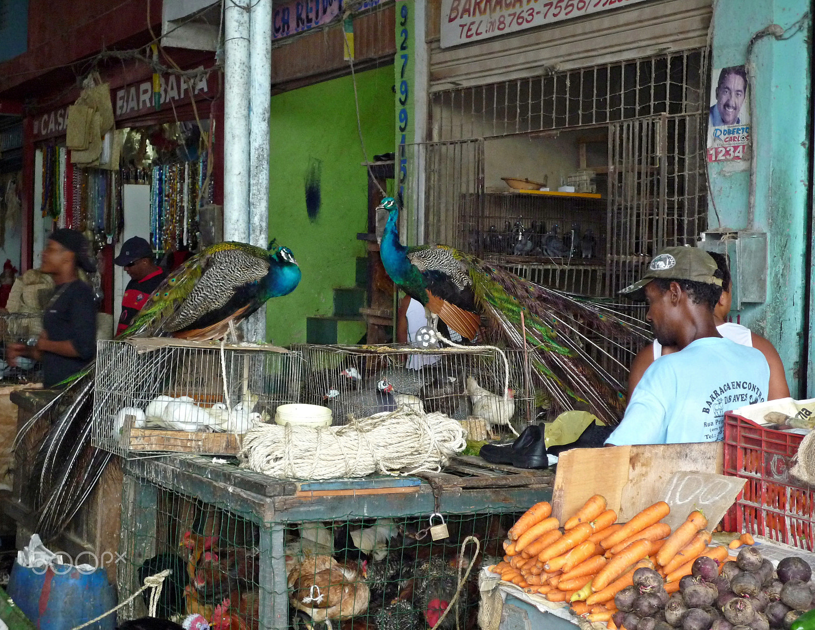 Panasonic DMC-FX37 sample photo. Peacock for sale photography