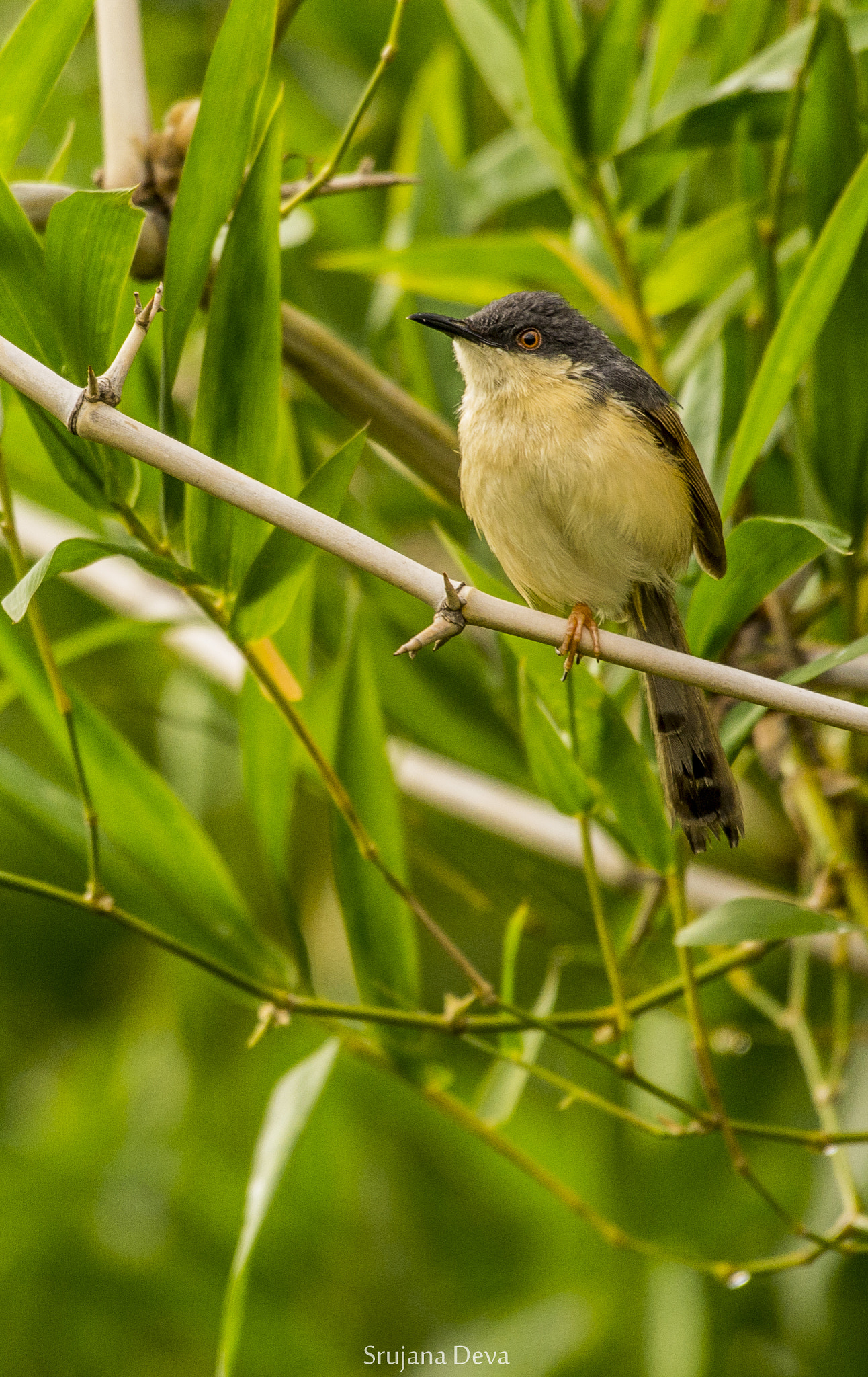 Nikon AF-S Nikkor 200-500mm F5.6E ED VR sample photo. Angry bird photography