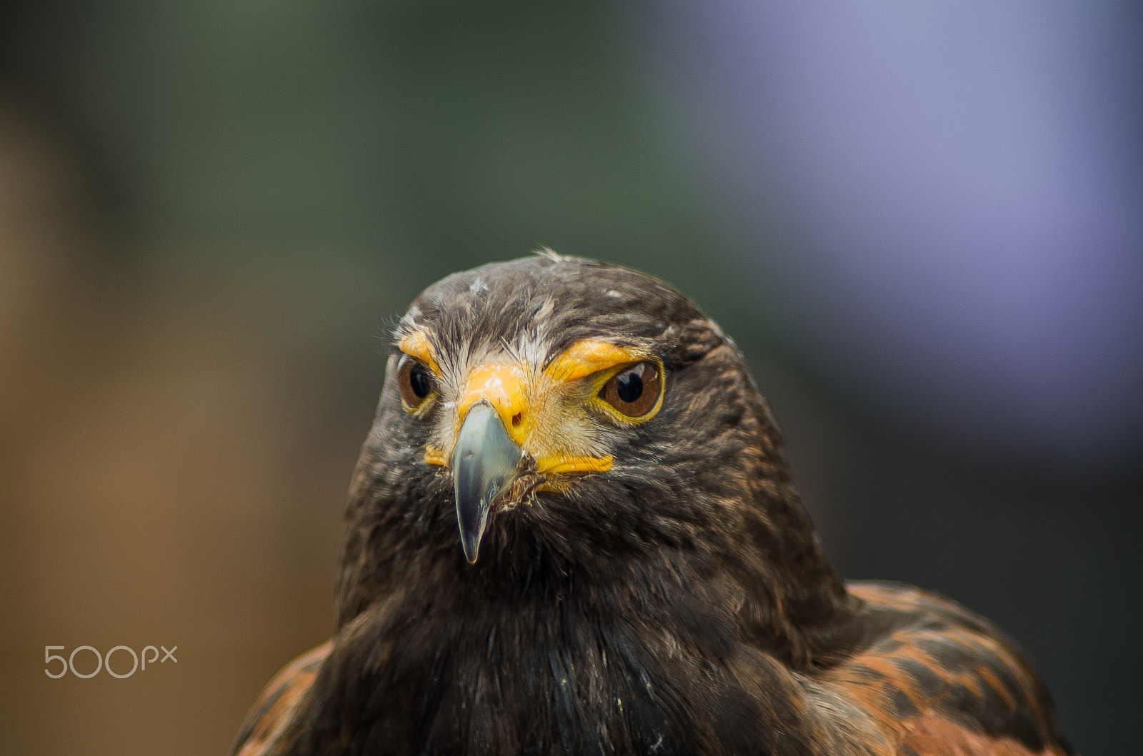 Tamron AF 70-300mm F4-5.6 Di LD Macro sample photo. Harris hawk photography