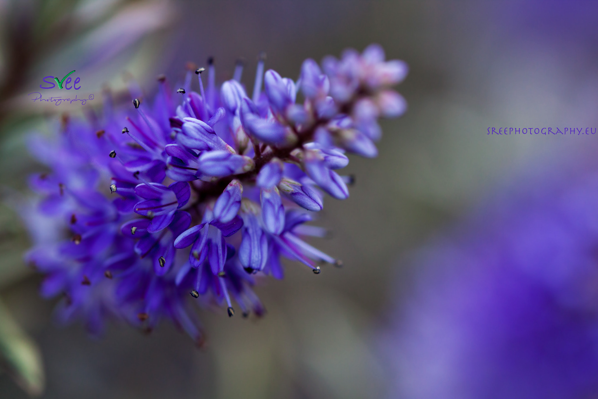 Canon EOS 500D (EOS Rebel T1i / EOS Kiss X3) + Canon EF 100mm F2.8L Macro IS USM sample photo. Purple beauty photography