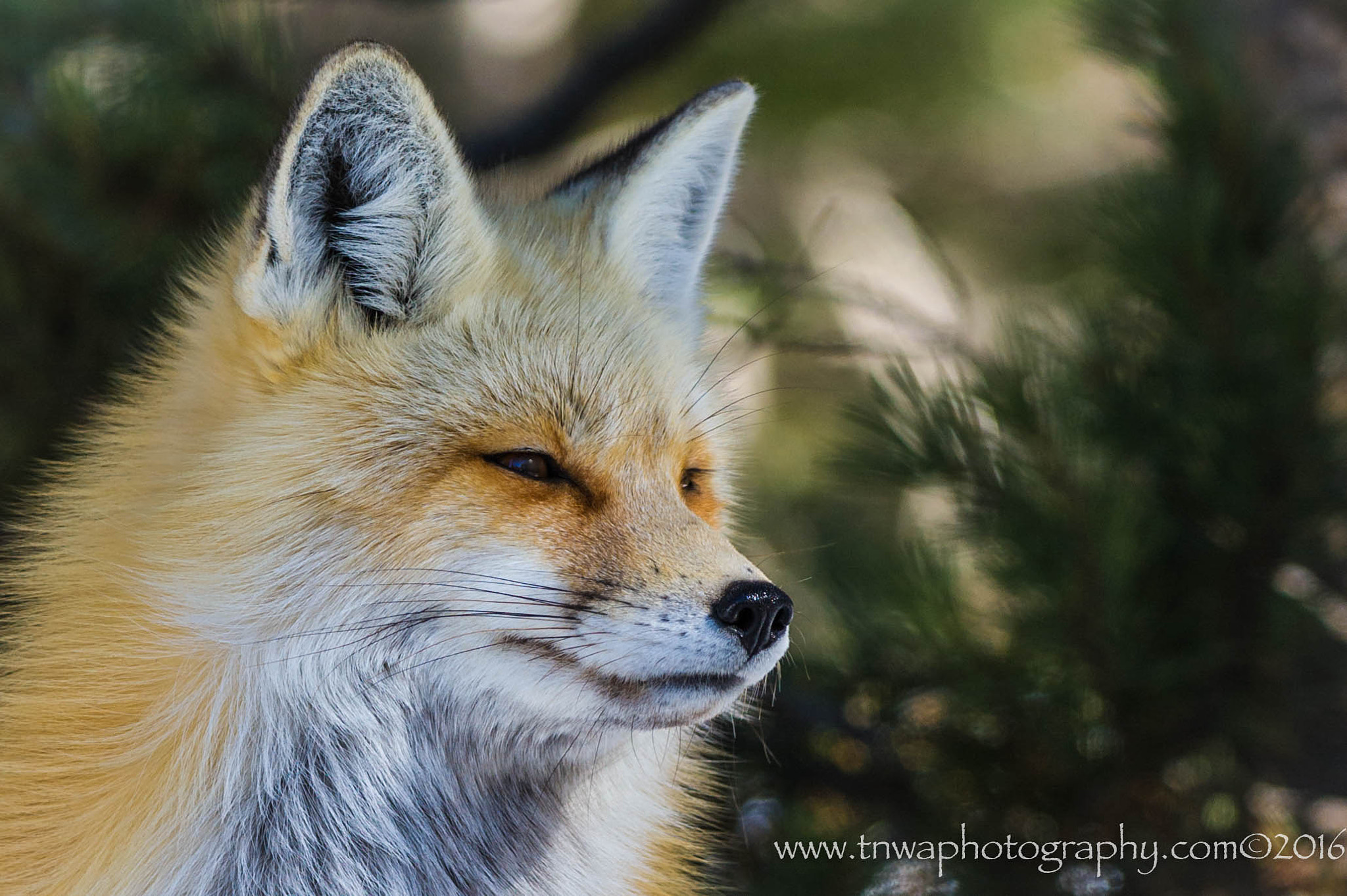 Nikon D3S sample photo. Deep in thought photography
