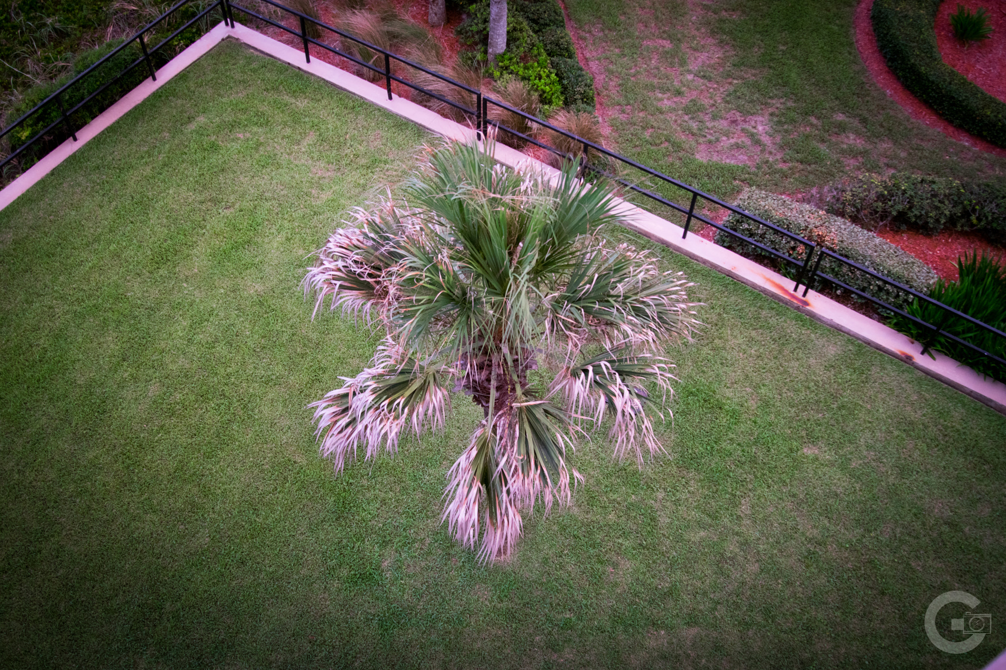 Nikon D5300 + Nikon AF-S Nikkor 24-85mm F3.5-4.5G ED VR sample photo. Palm tree (bird's view) photography