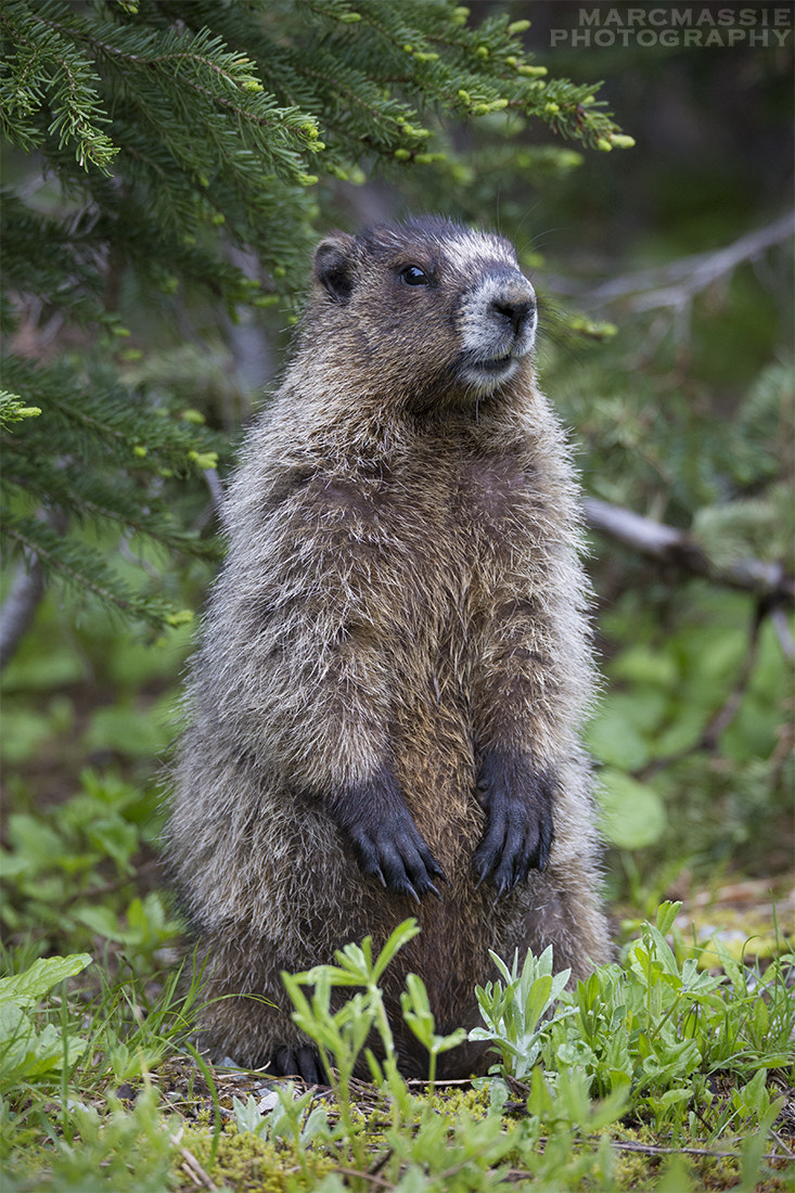 150-600mm F5-6.3 DG OS HSM | Sports 014 sample photo. Marmot in revelstoke national park photography